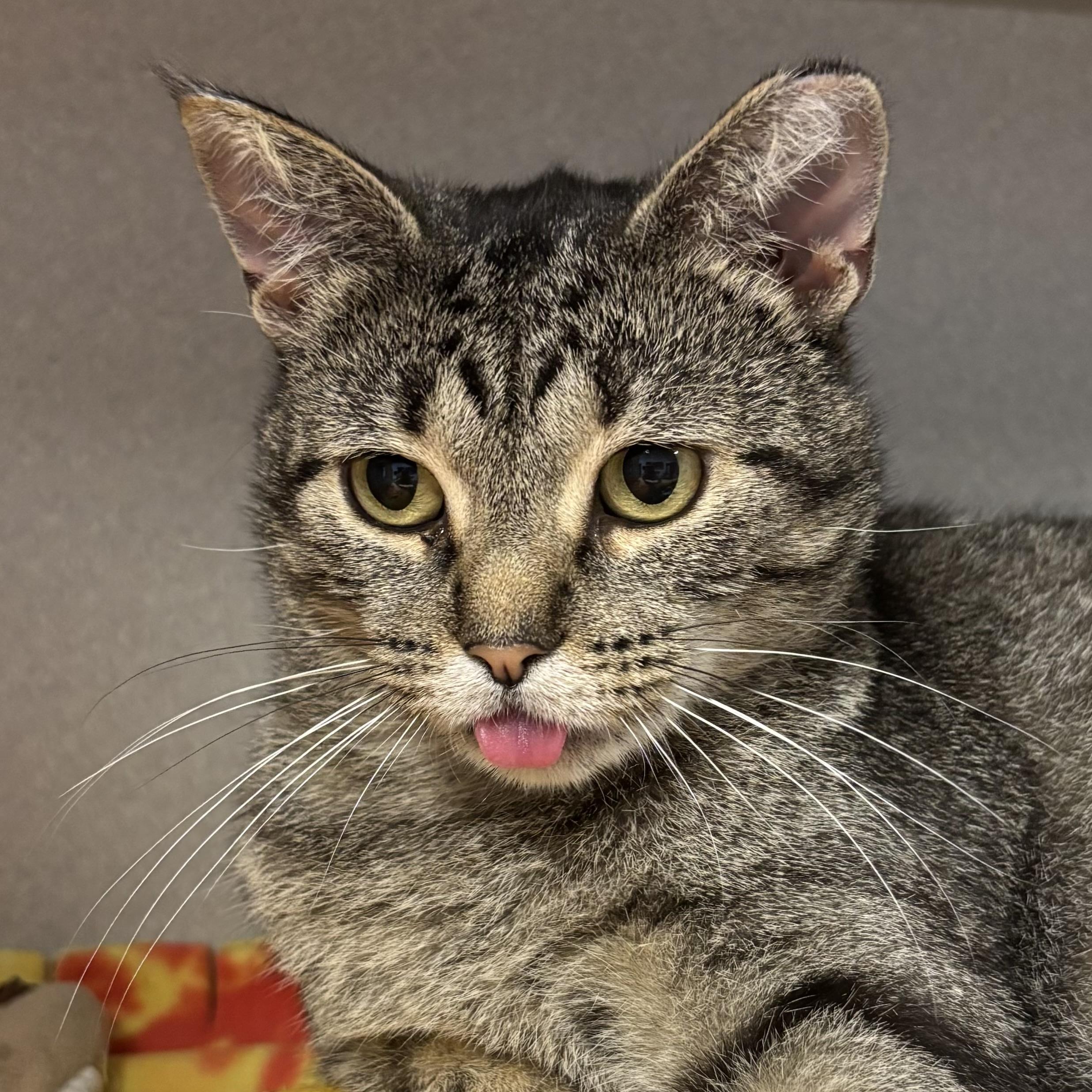 Chelsey, a Adoptable Domestic Short Hair in Fairmont, MN image 5/6