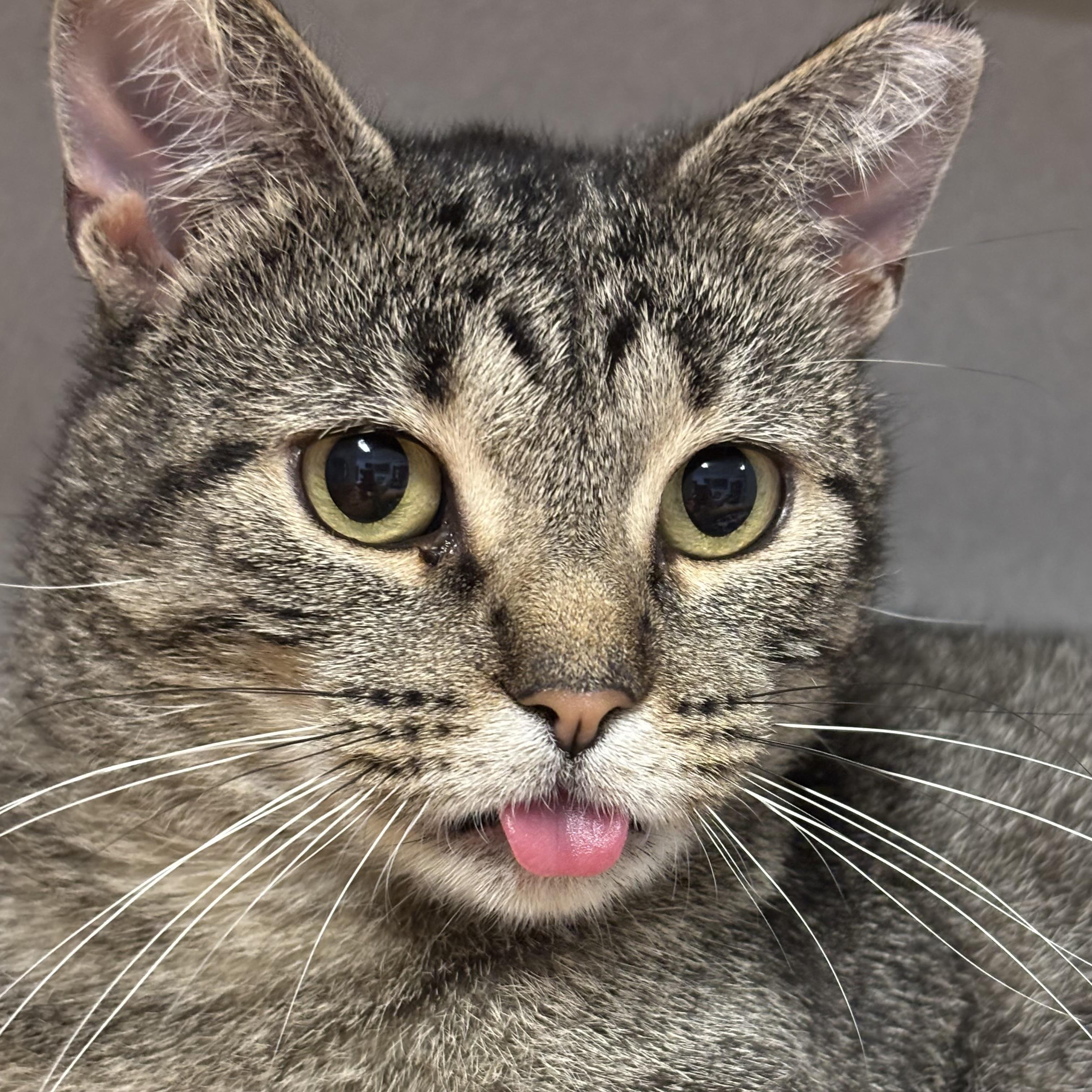 Chelsey, a Adoptable Domestic Short Hair in Fairmont, MN image 6/6