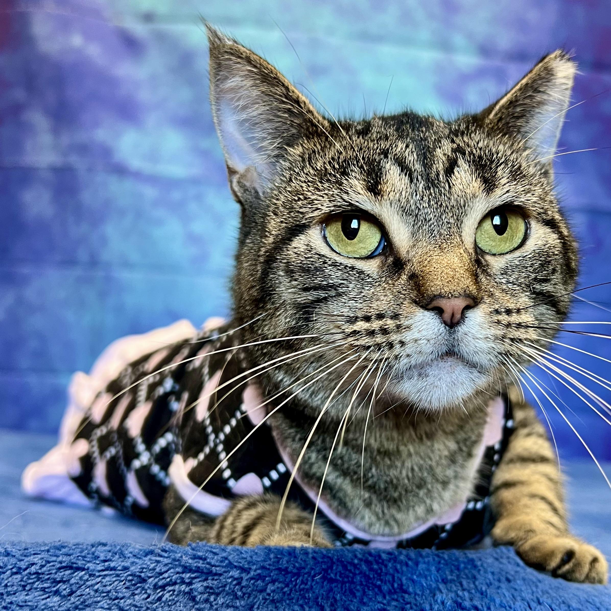 Chelsey, a Adoptable Domestic Short Hair in Fairmont, MN image 4/6