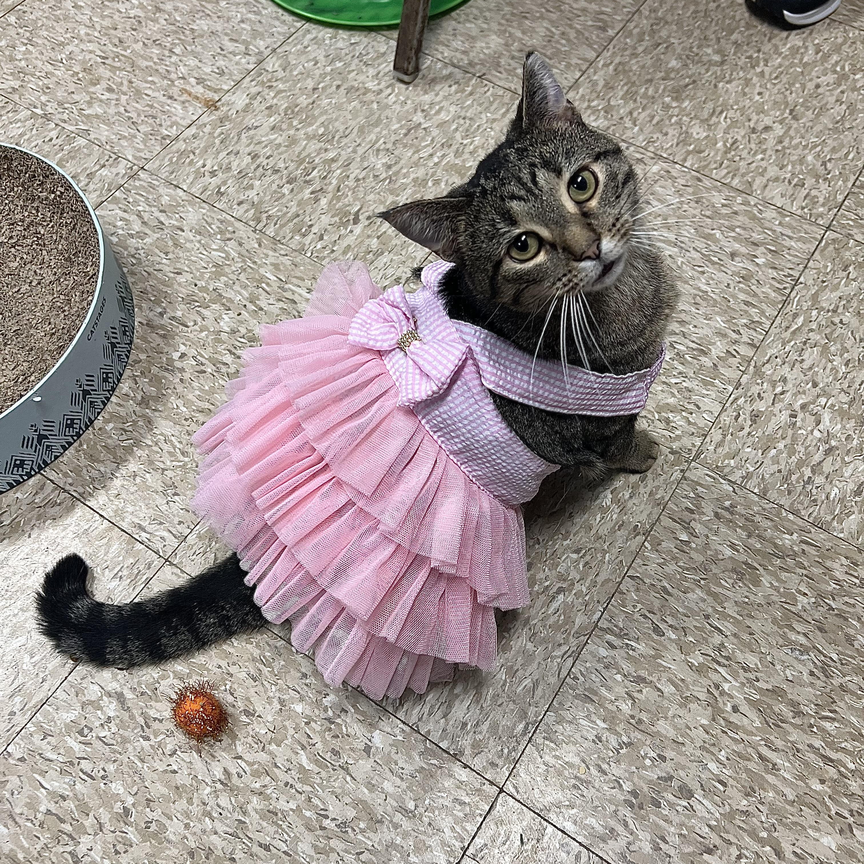 Enlarge Chelsey **NO FEE** (Sponsored by Bowlmor Lanes Fairmont) , a Adoptable Domestic Short Hair in Fairmont, MN image 2/6