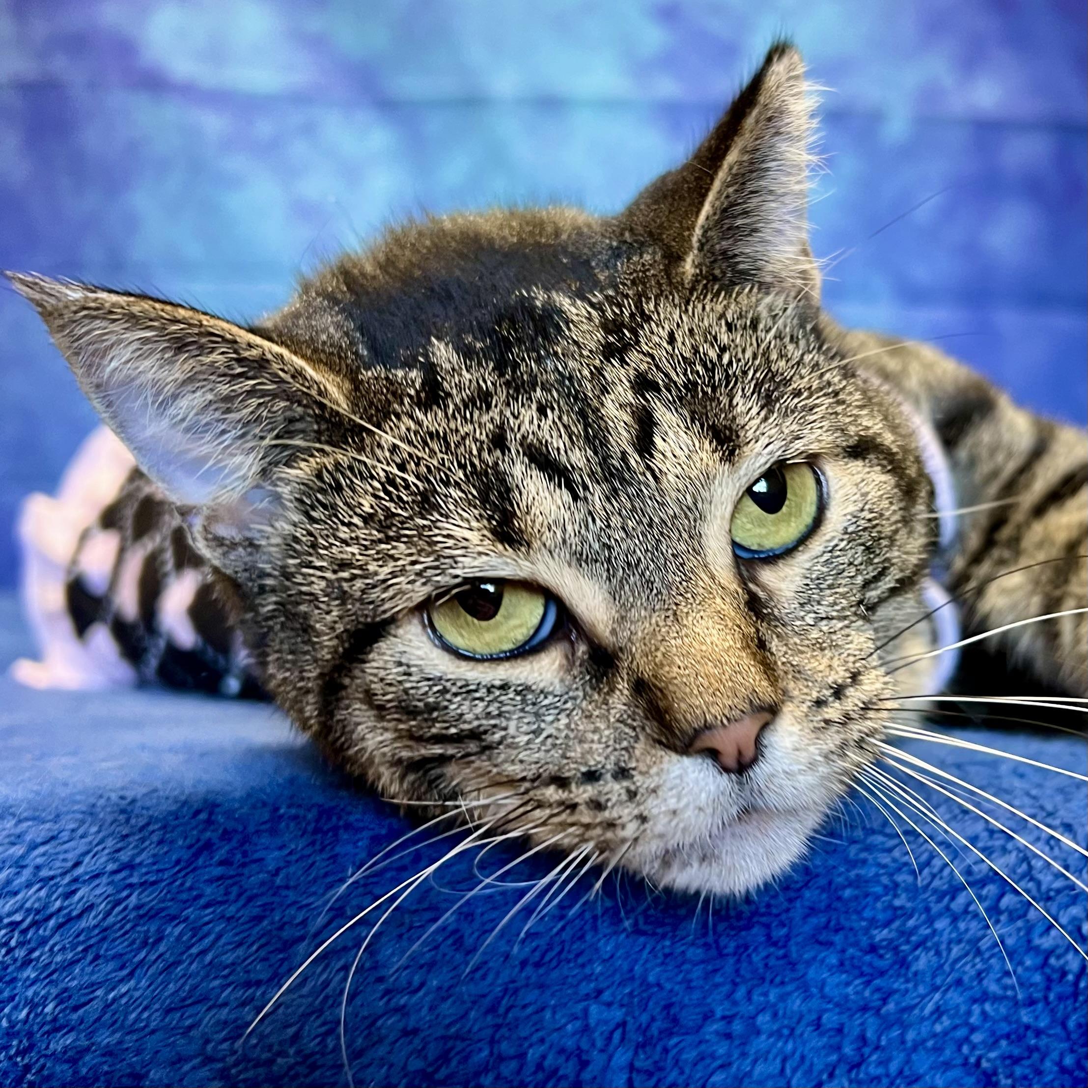 Chelsey, a Adoptable Domestic Short Hair in Fairmont, MN image 3/6