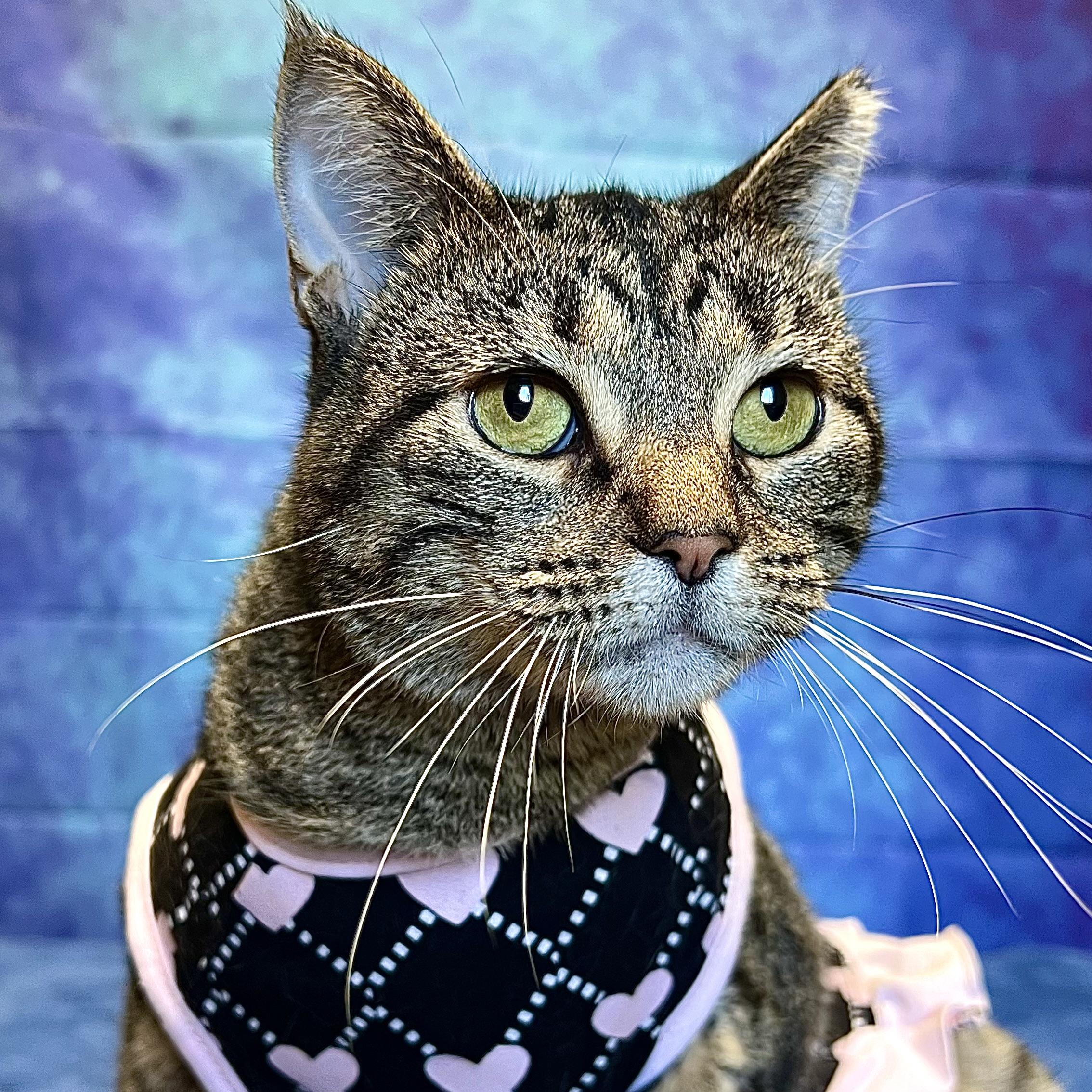 Chelsey, a Adoptable Domestic Short Hair in Fairmont, MN image 1/6