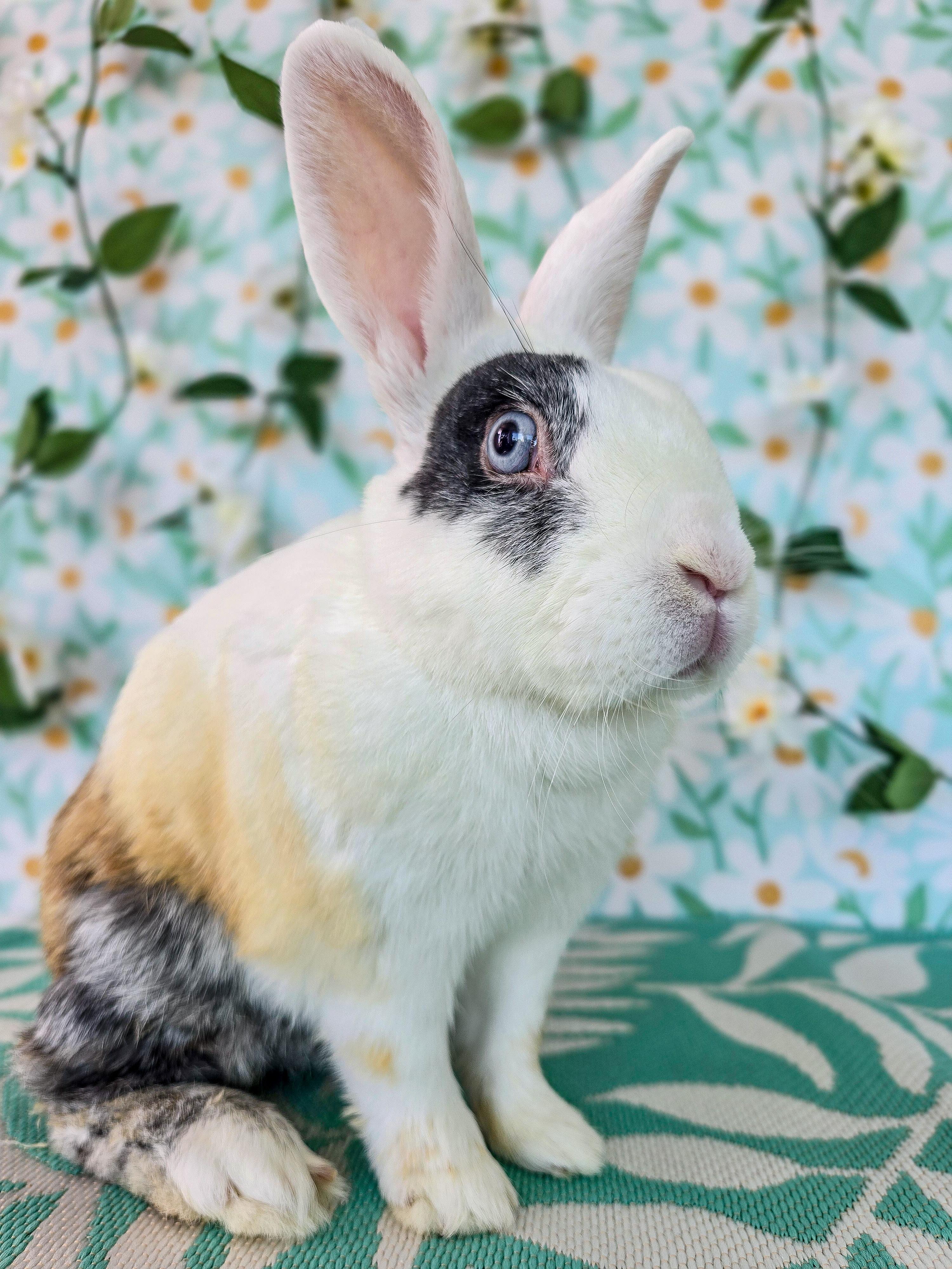 Sunny, a ADOPTABLE Bunny Rabbit in Long Beach, CA image 3/5