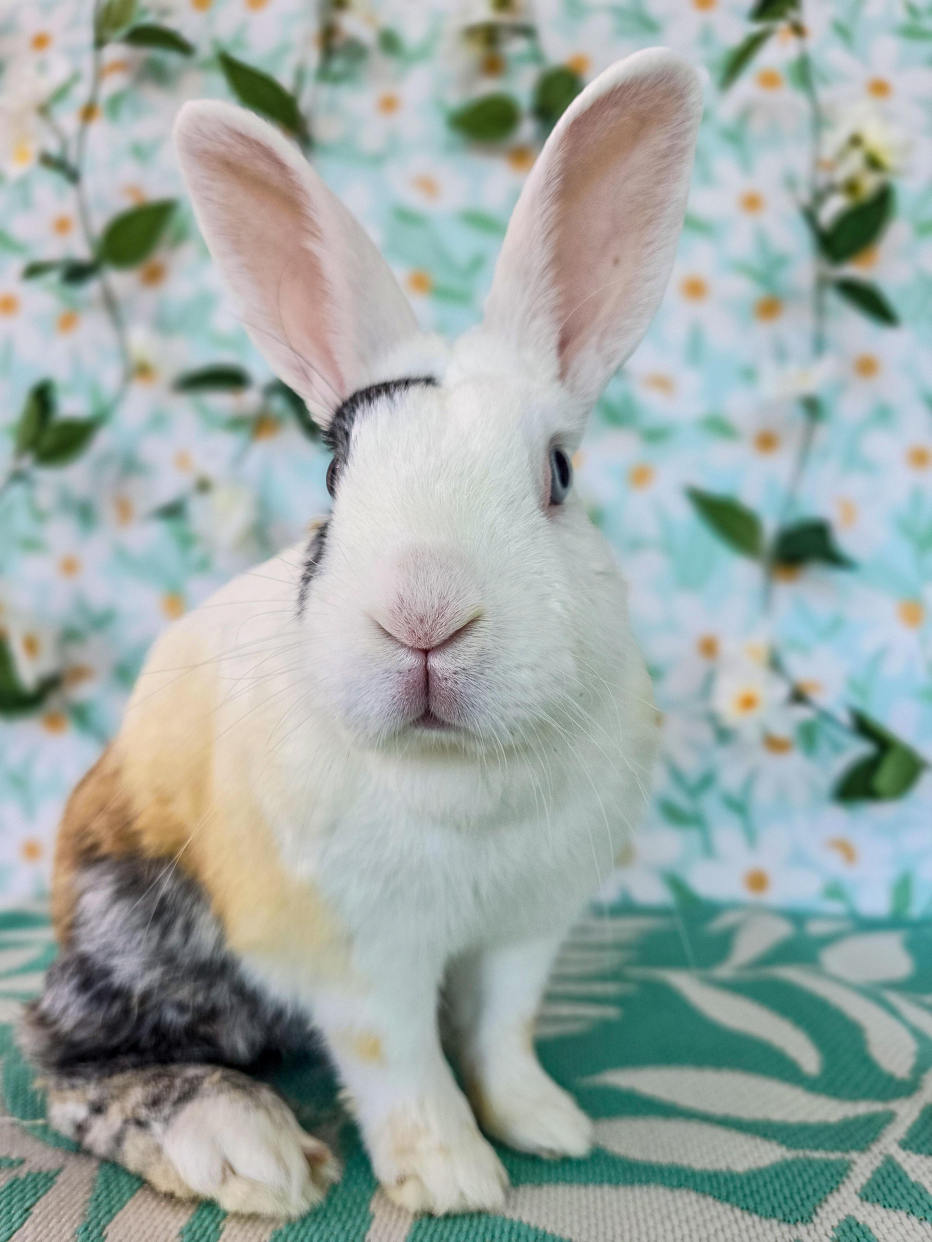 Sunny, a ADOPTABLE Bunny Rabbit in Long Beach, CA image 1/5