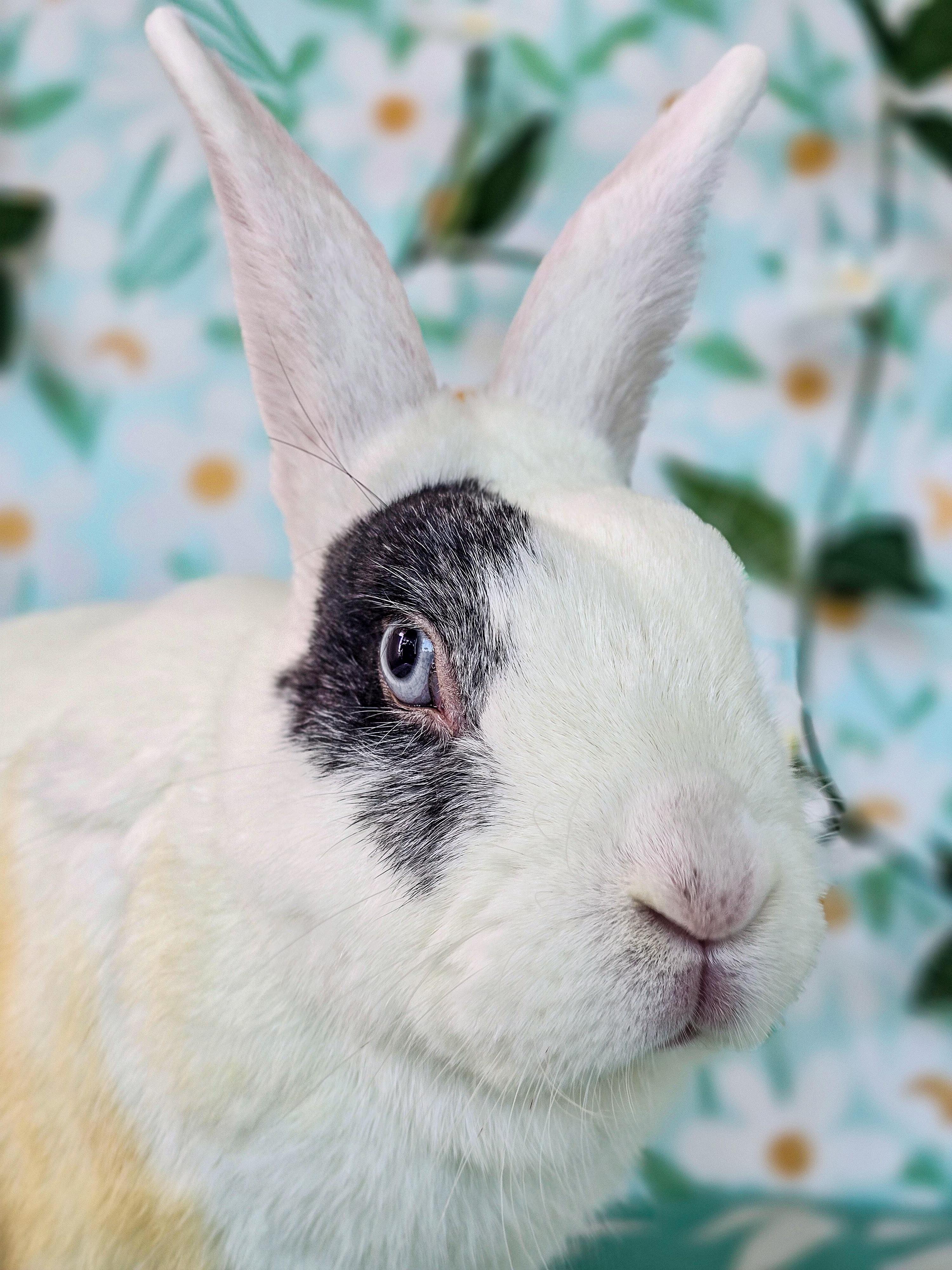 Sunny, a ADOPTABLE Bunny Rabbit in Long Beach, CA image 2/5