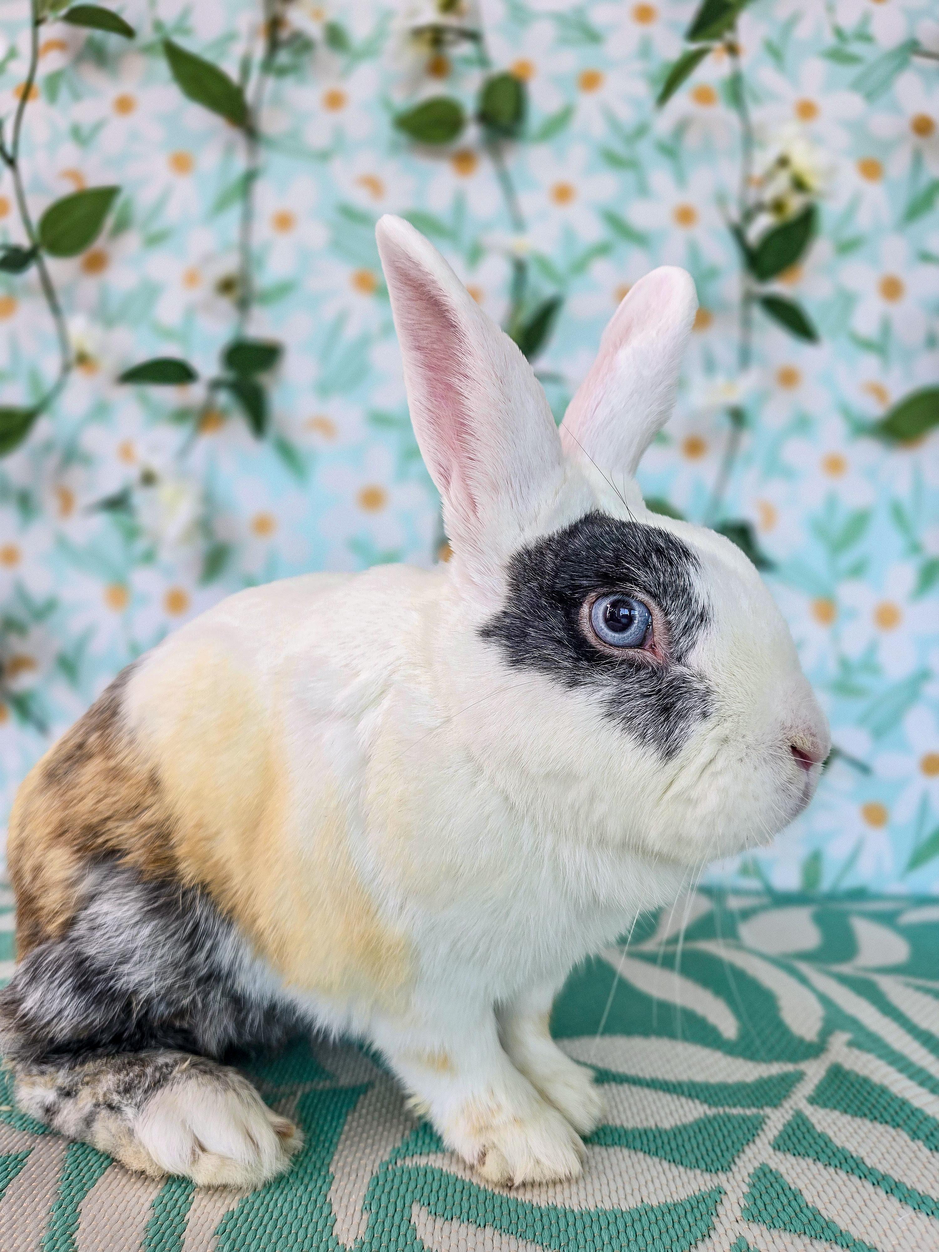 Sunny, a ADOPTABLE Bunny Rabbit in Long Beach, CA image 4/5