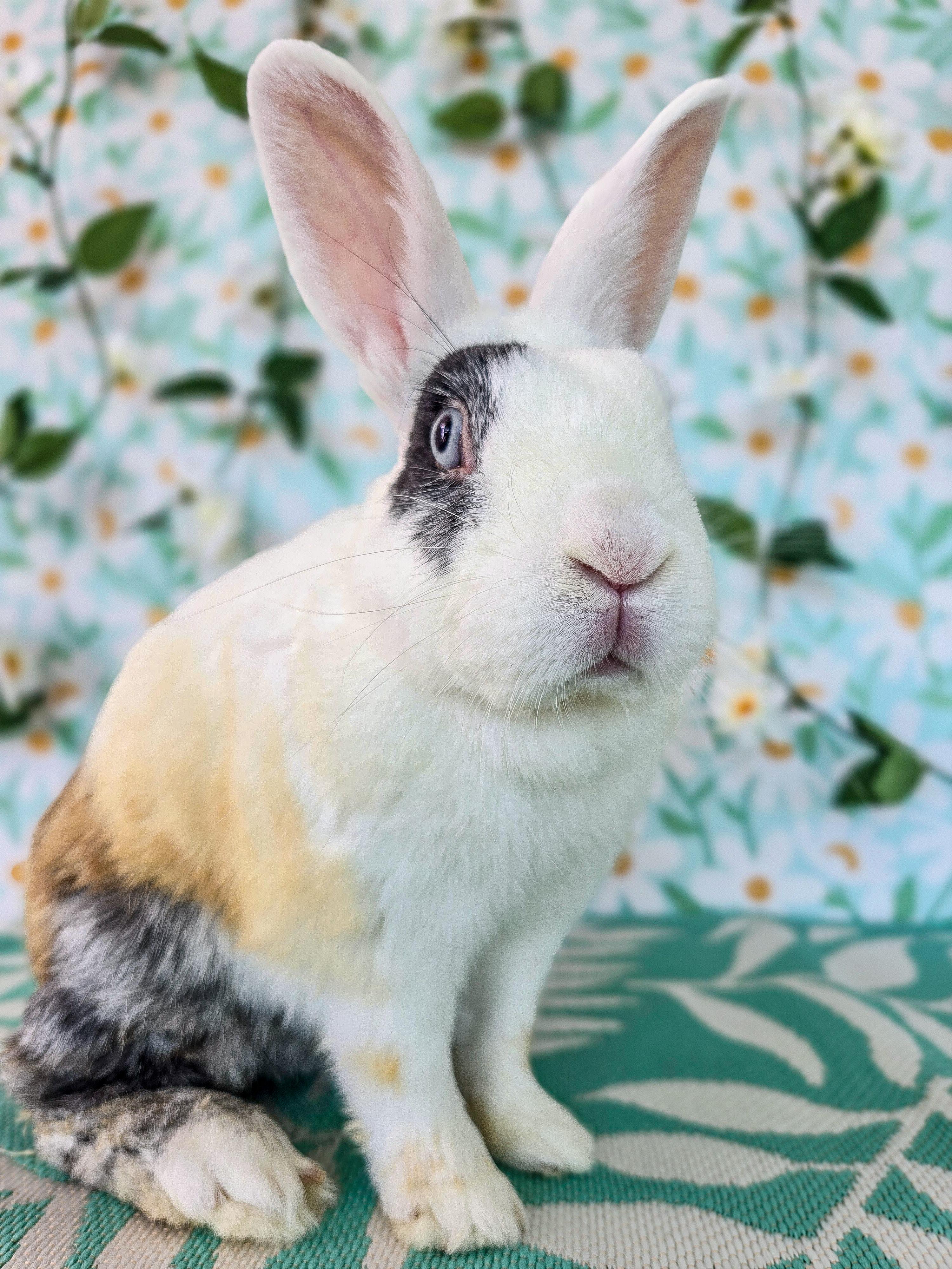 Sunny, a ADOPTABLE Bunny Rabbit in Long Beach, CA image 5/5