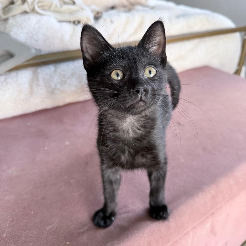 Enlarge Jet, a Adopted Domestic Short Hair in Hollywood, FL image 1/5