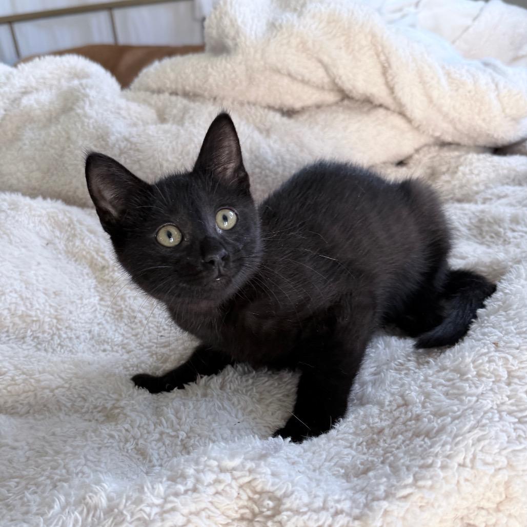 Enlarge Jet, a Adopted Domestic Short Hair in Hollywood, FL image 5/5