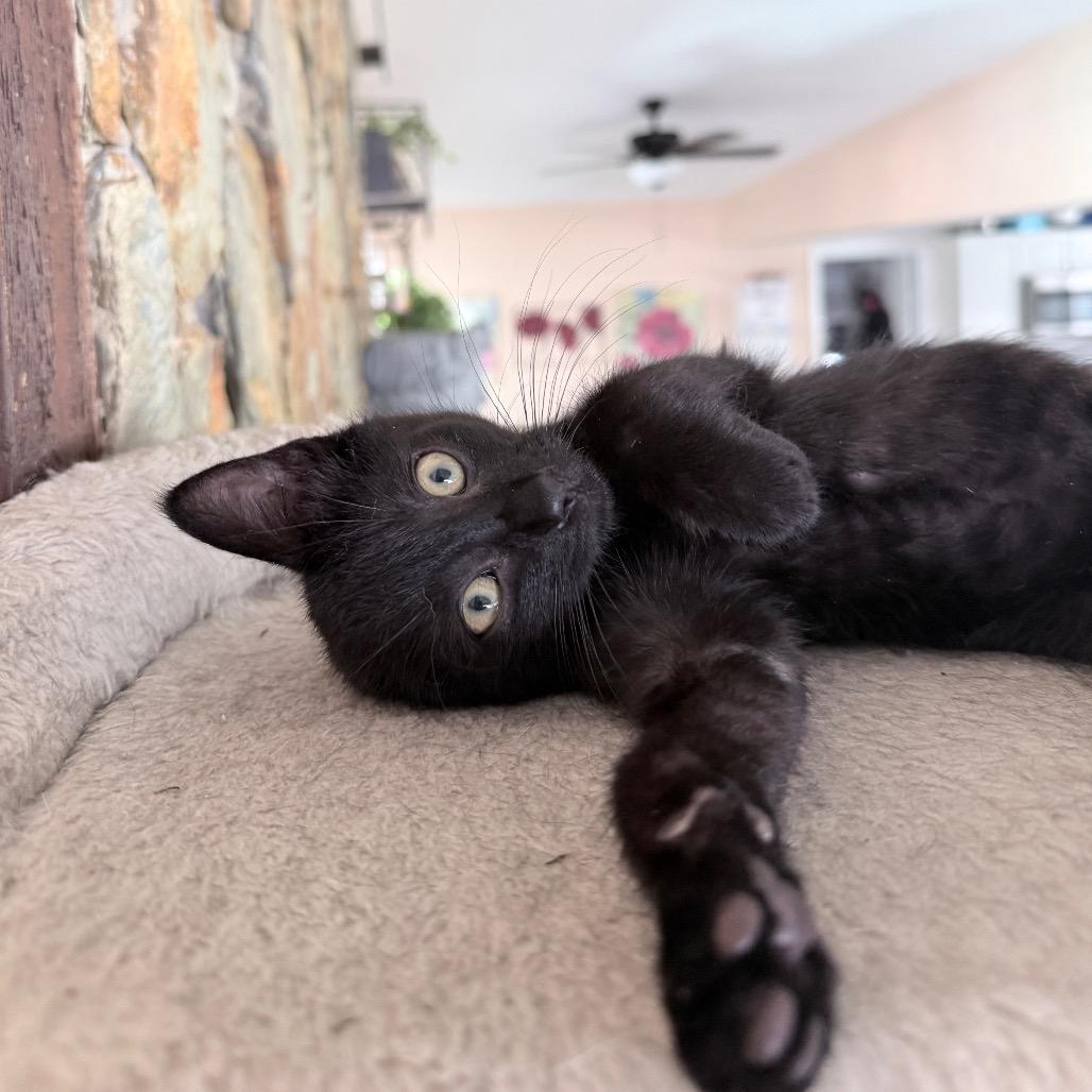 Enlarge Jet, a Adopted Domestic Short Hair in Hollywood, FL image 2/5