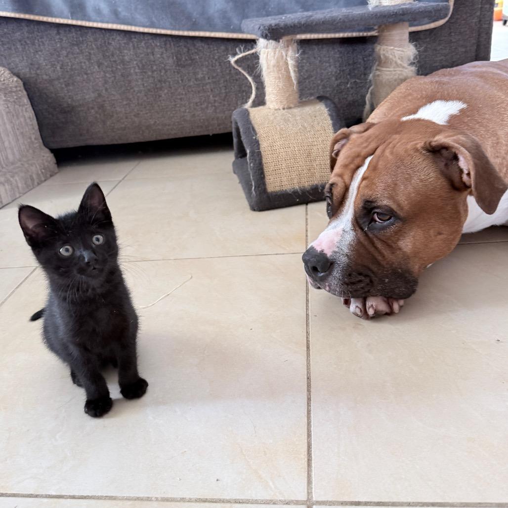 Enlarge Jet, a Adopted Domestic Short Hair in Hollywood, FL image 4/5