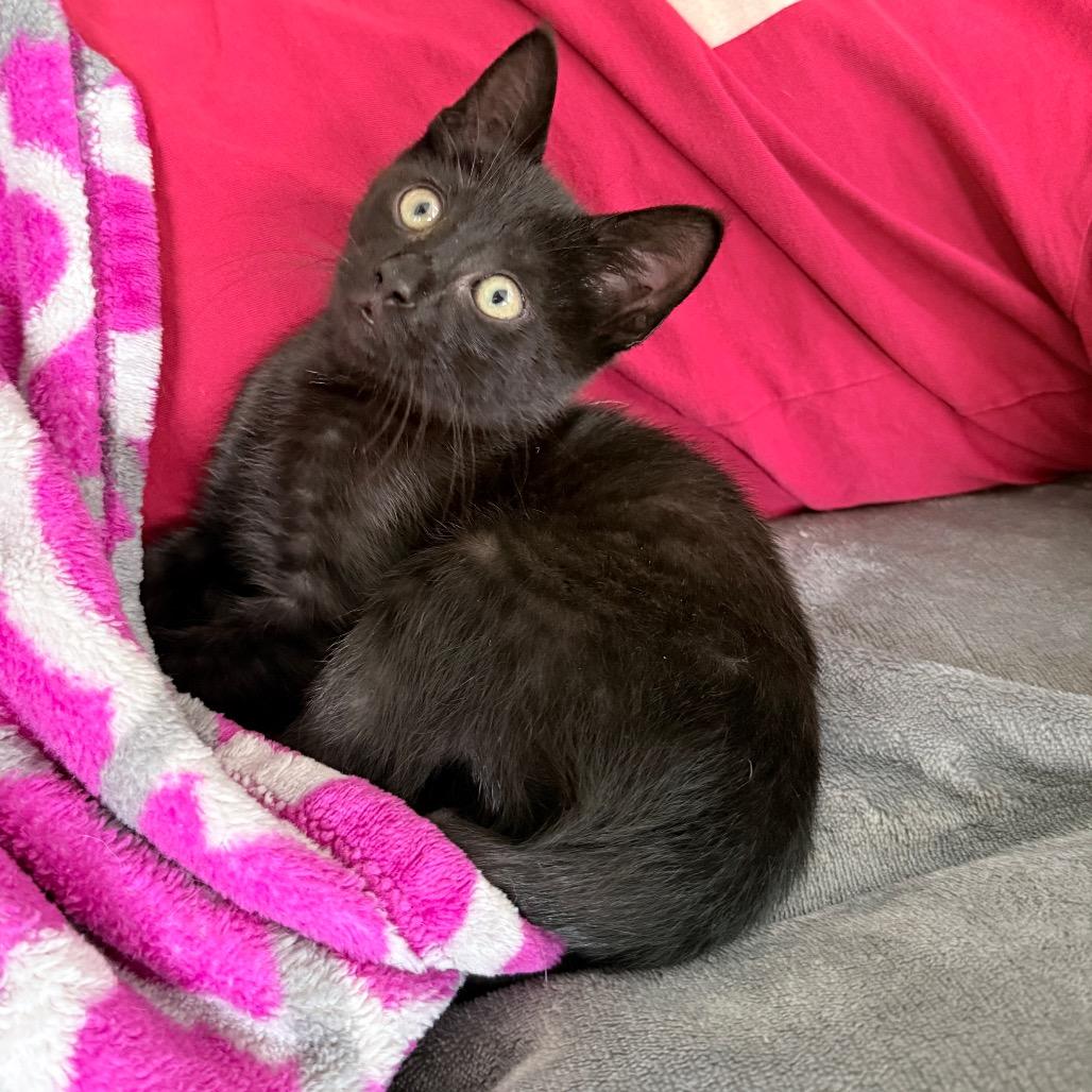Enlarge Jet, a Adopted Domestic Short Hair in Hollywood, FL image 3/5