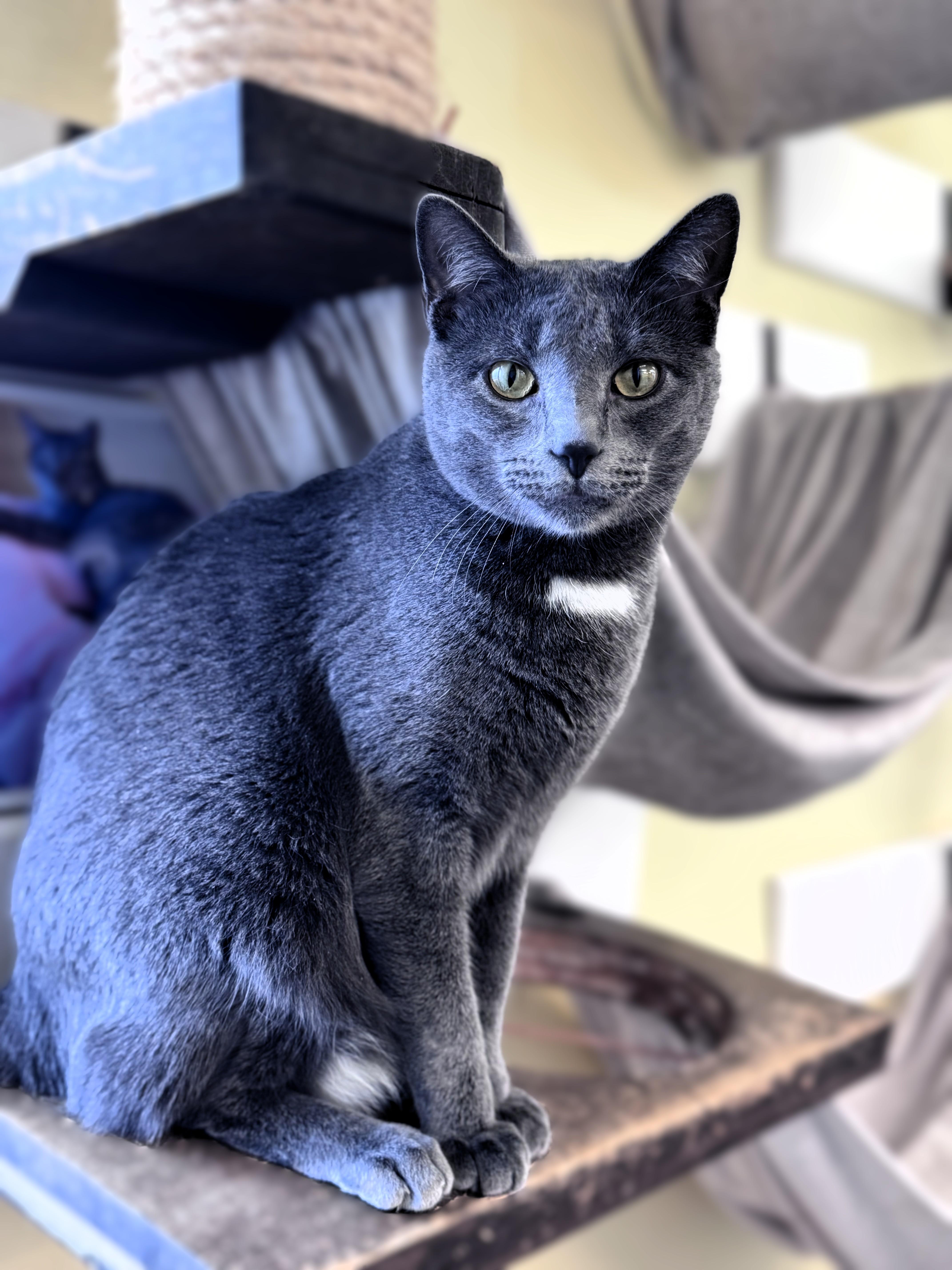 Peanut, ADOPTABLE, Adult Male Domestic Short Hair.