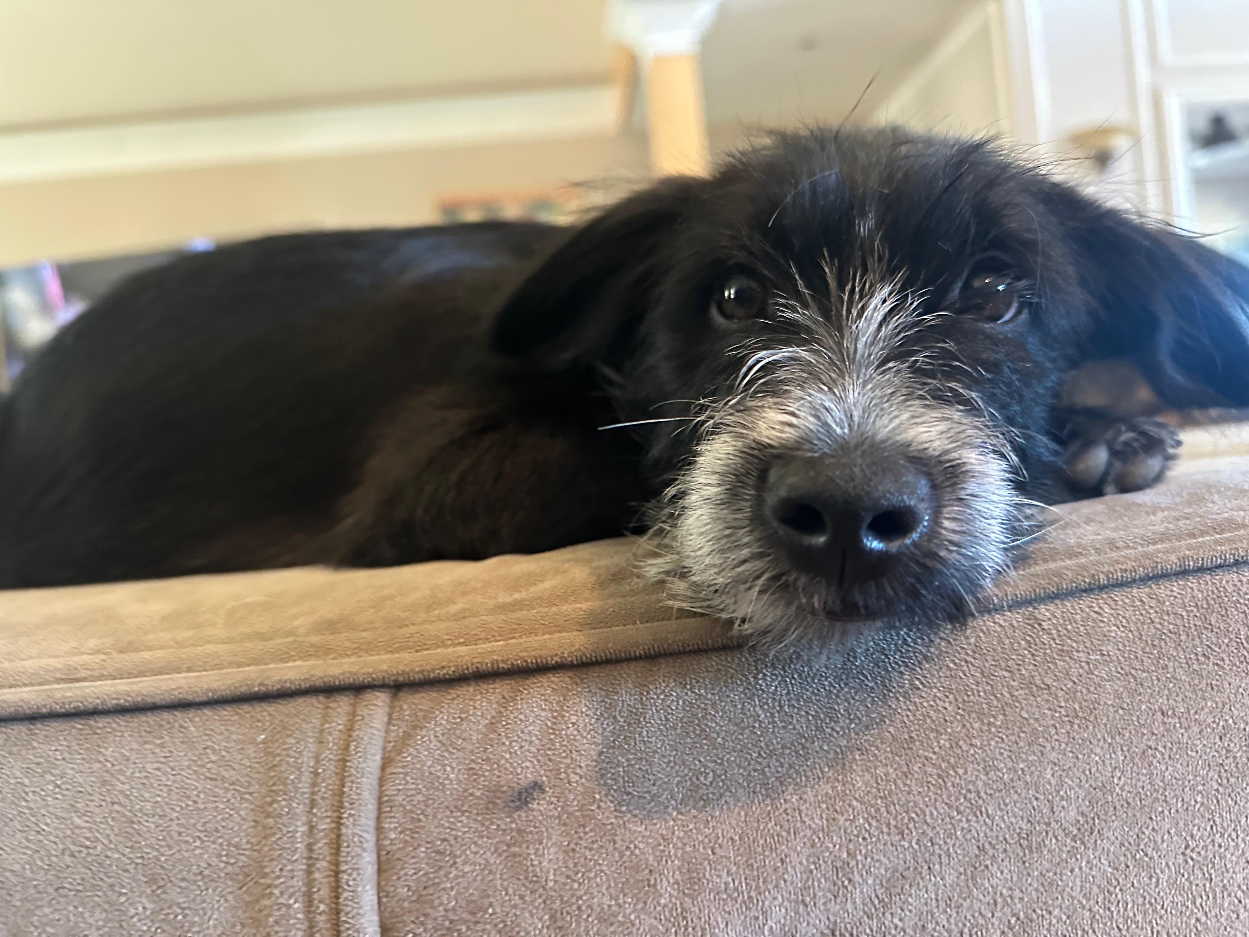 Felicia, ADOPTABLE, Young Female Poodle & Australian Cattle Dog / Blue Heeler.