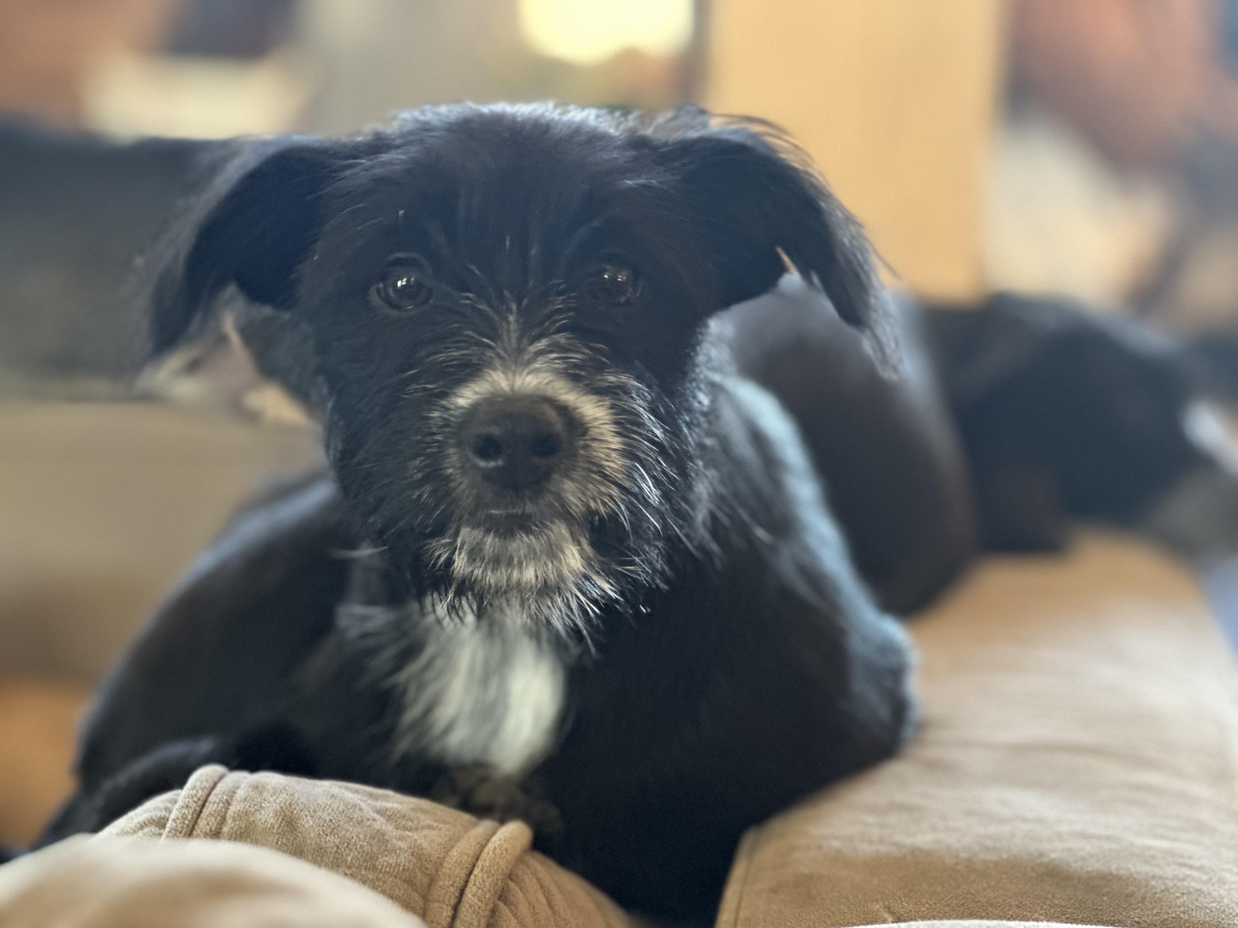Felicia, adopted, Young Female Poodle & Australian Cattle Dog / Blue Heeler.