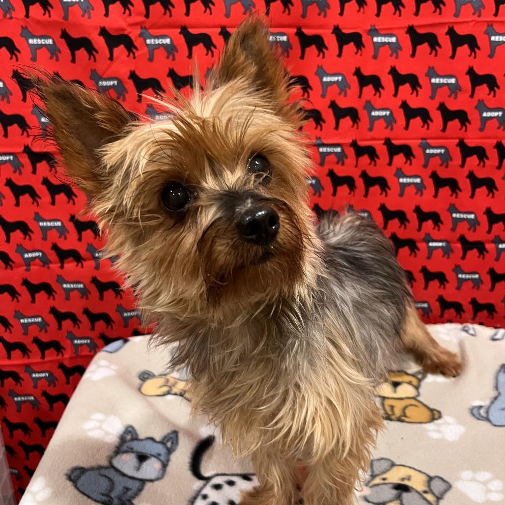 Little Sissy, Adoptable, Senior Female Yorkshire Terrier & Yorkshire Terrier.