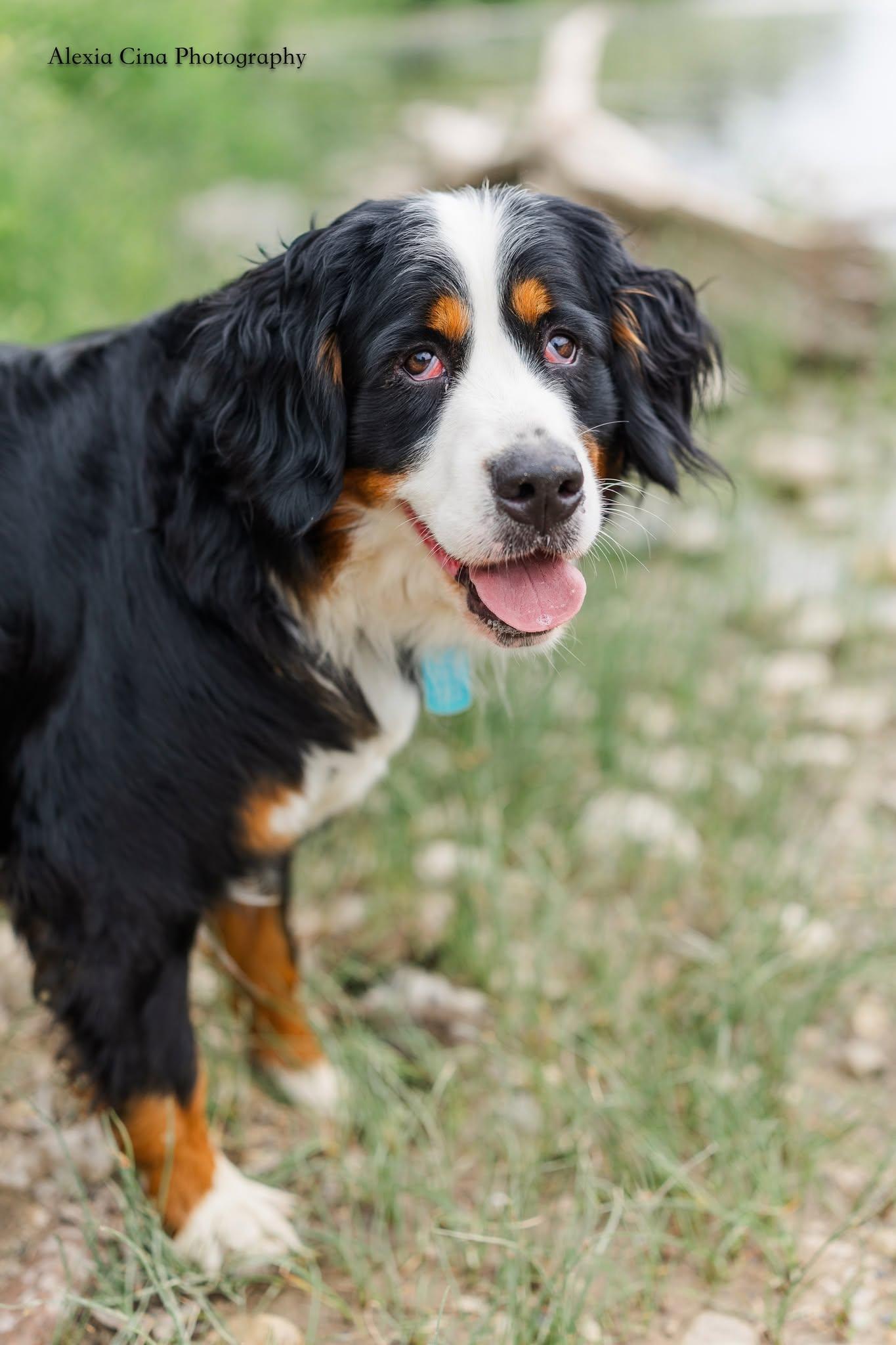 Inga, ADOPTABLE, Adult Female Bernese Mountain Dog.