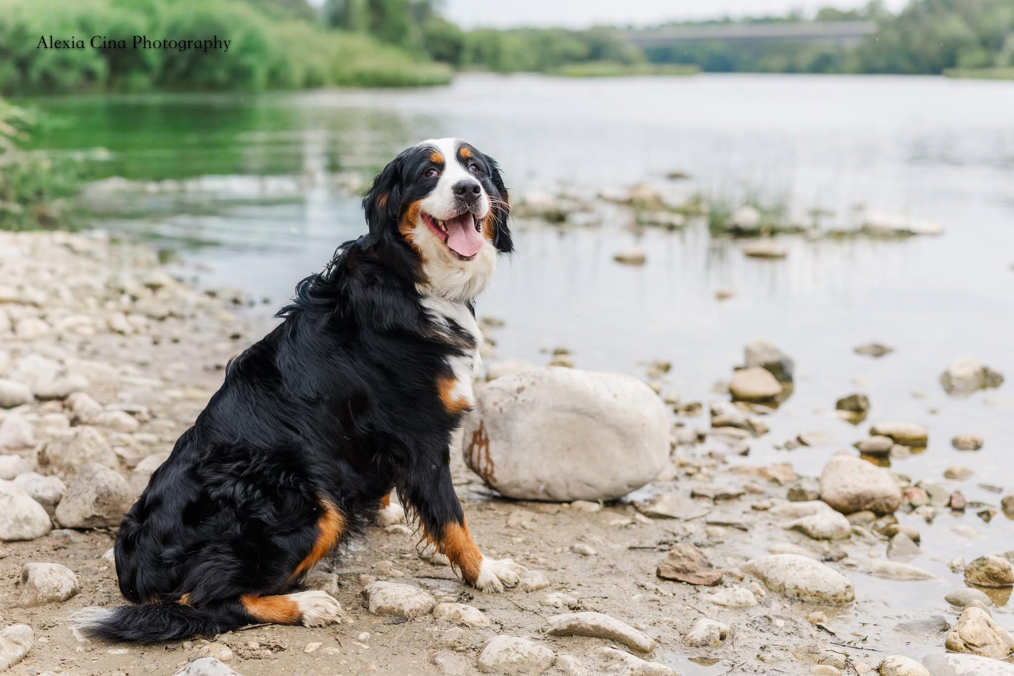 Enlarge Inga, a ADOPTABLE Bernese Mountain Dog in Drumbo, ON image 3/3