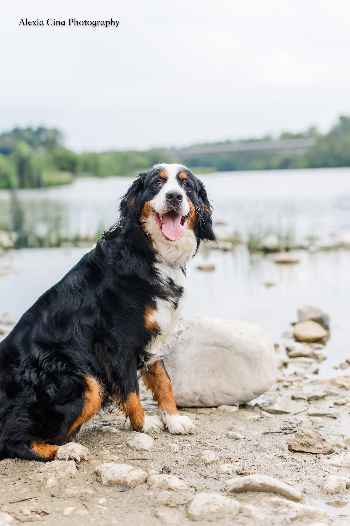 Enlarge Inga, a ADOPTABLE Bernese Mountain Dog in Drumbo, ON image 2/3