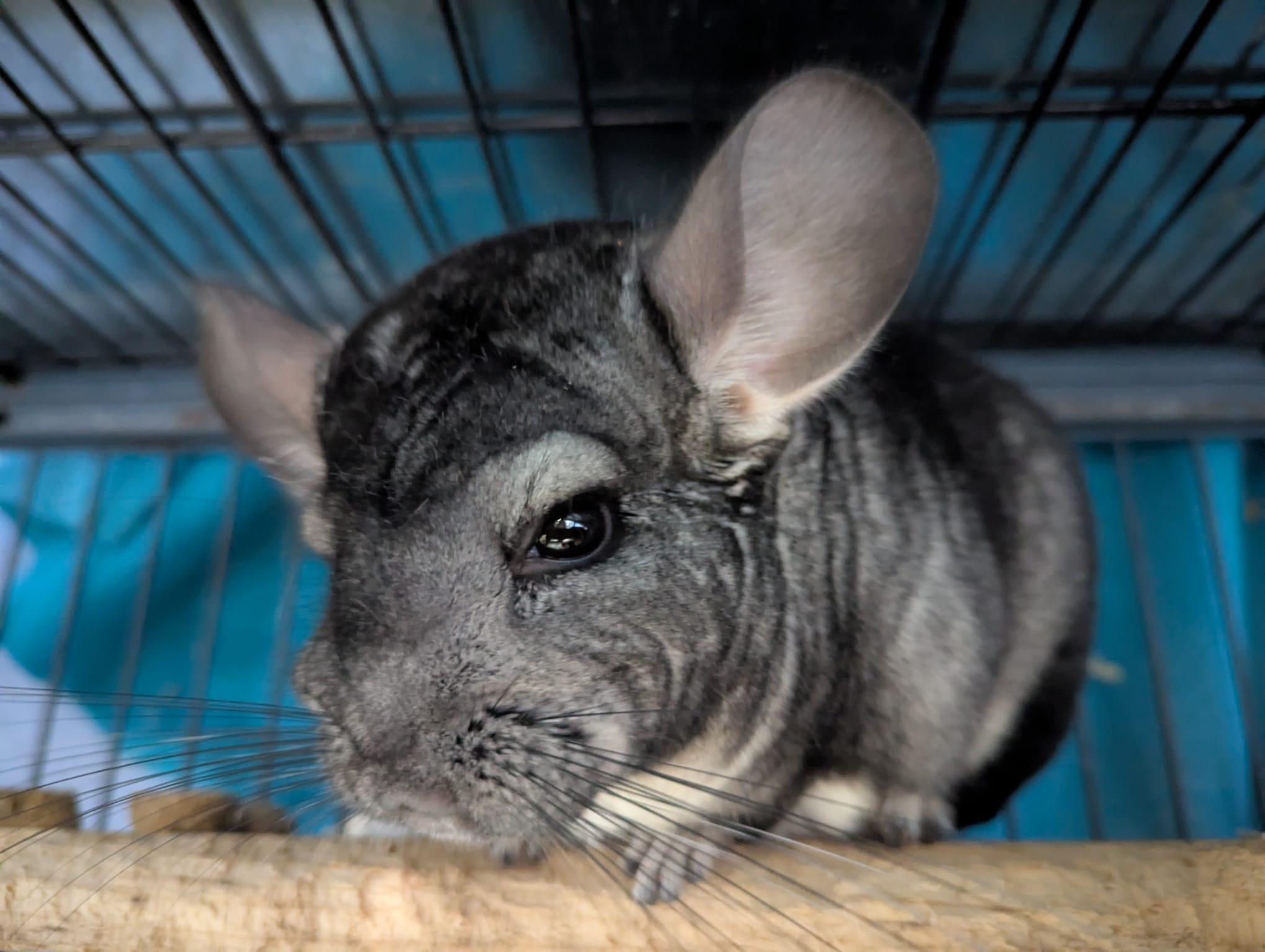 Azure, adoptable, Adult Female Chinchilla.