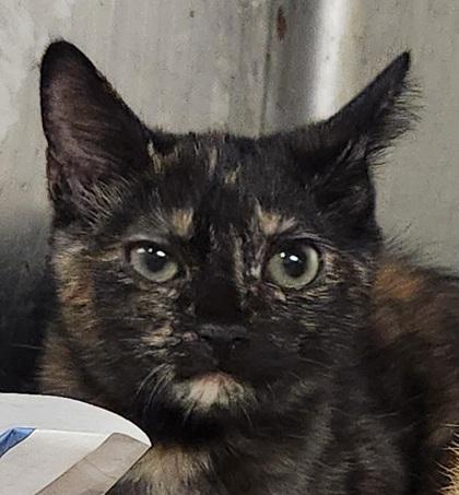 Enlarge Sasha, a Adoptable Domestic Short Hair in Spartanburg, SC image 2/3