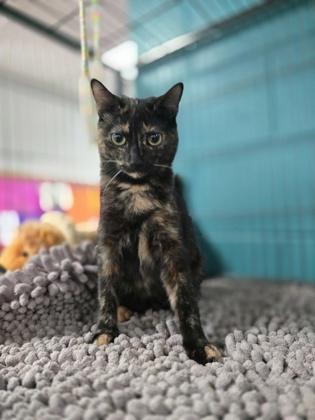 Enlarge Sasha, a Adoptable Domestic Short Hair in Spartanburg, SC image 3/3