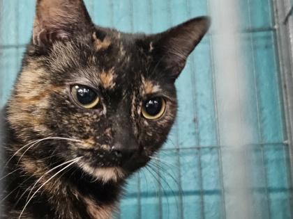 Sasha, a Adoptable Domestic Short Hair in Spartanburg, SC image 3/3