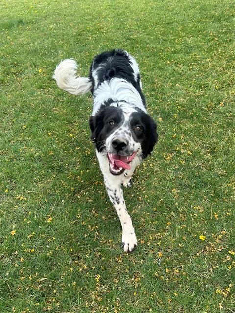 Enlarge WRANGLER, a Adoptable mixed breed in Blythe, CA image 1/1