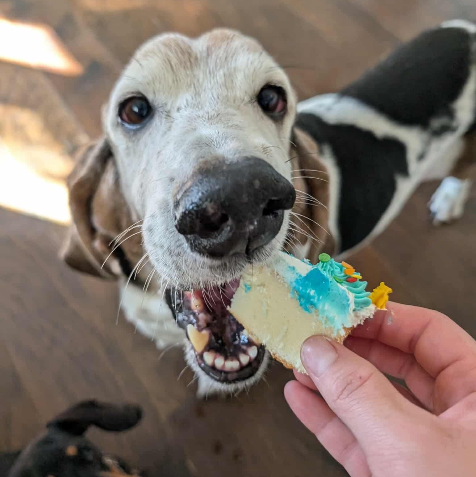 Enlarge Otis, a Adopted Basset Hound in Knoxville, TN image 2/4