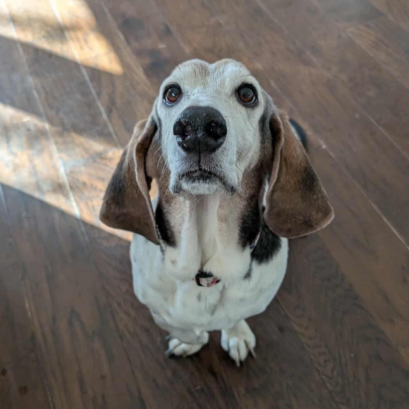 Otis, Adopted, Adult Male Basset Hound.