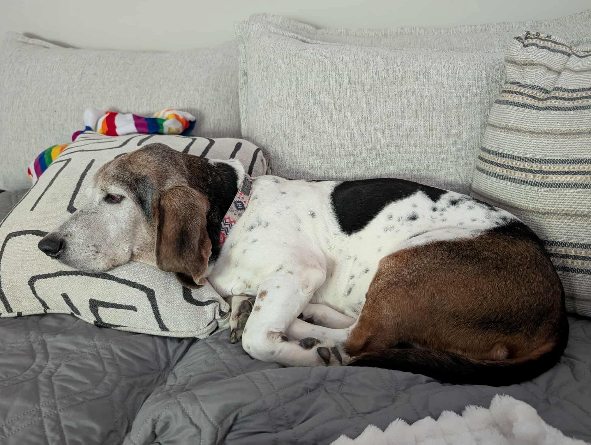 Enlarge Otis, a Adopted Basset Hound in Knoxville, TN image 3/4