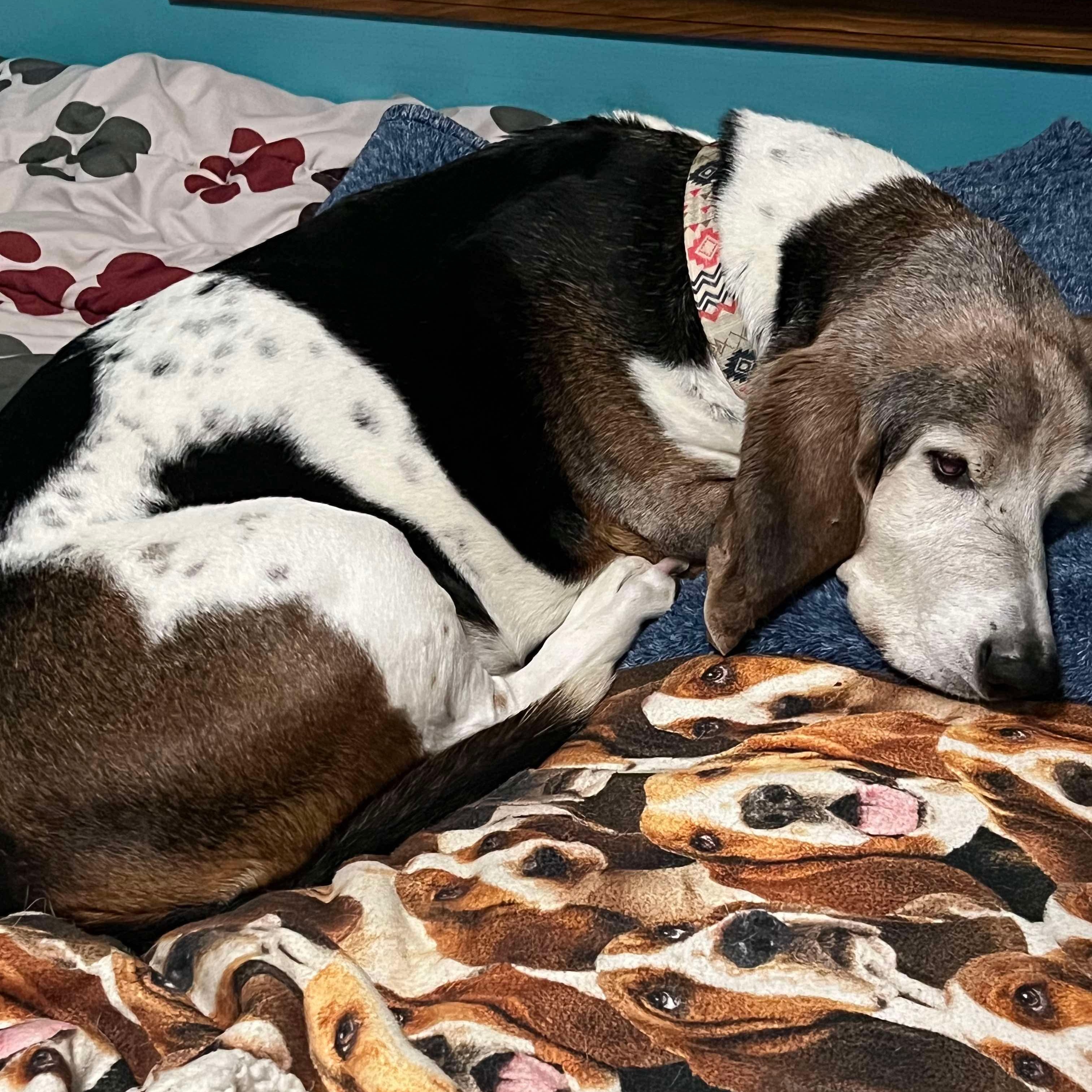 Enlarge Otis, a Adopted Basset Hound in Knoxville, TN image 4/4
