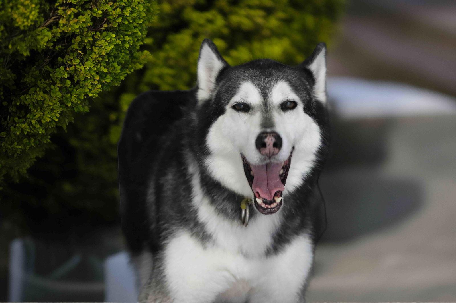 Prancer, Adoptable, Adult Female Siberian Husky.