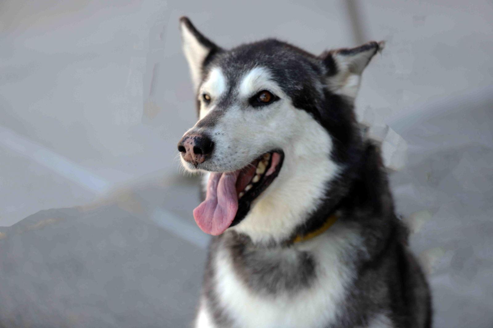 Prancer, Adoptable, Adult Female Siberian Husky.