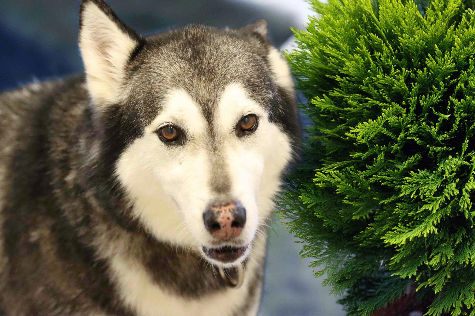 Enlarge Prancer, a Adoptable Siberian Husky in Walnut Creek, CA image 2/3