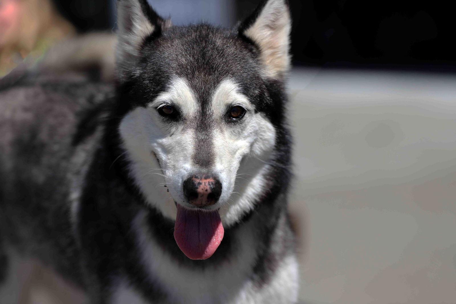 Enlarge Prancer, a Adoptable Siberian Husky in Walnut Creek, CA image 3/3