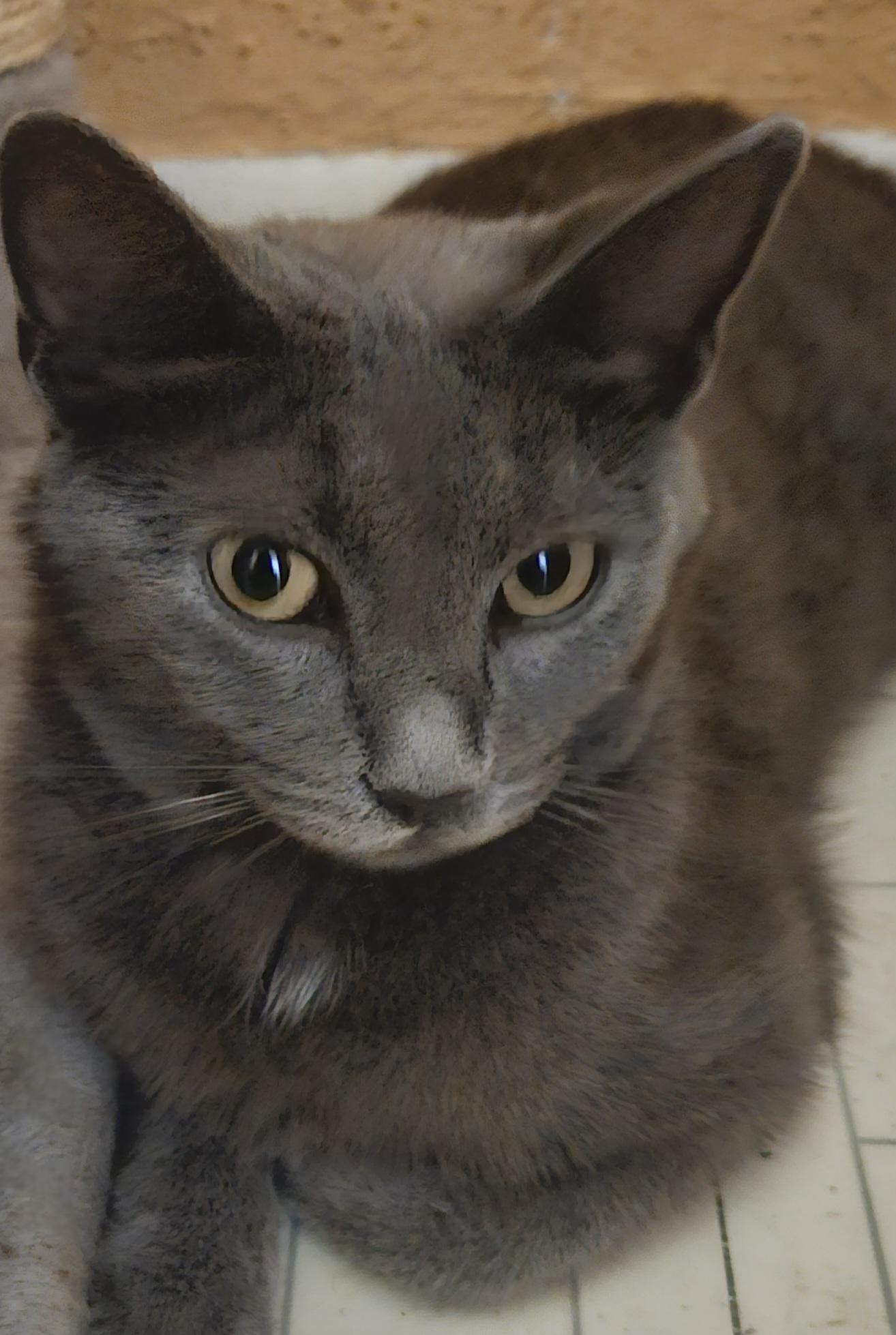KITTY KITTY, an adoptable Domestic Short Hair in Oak Lawn, IL_image-1