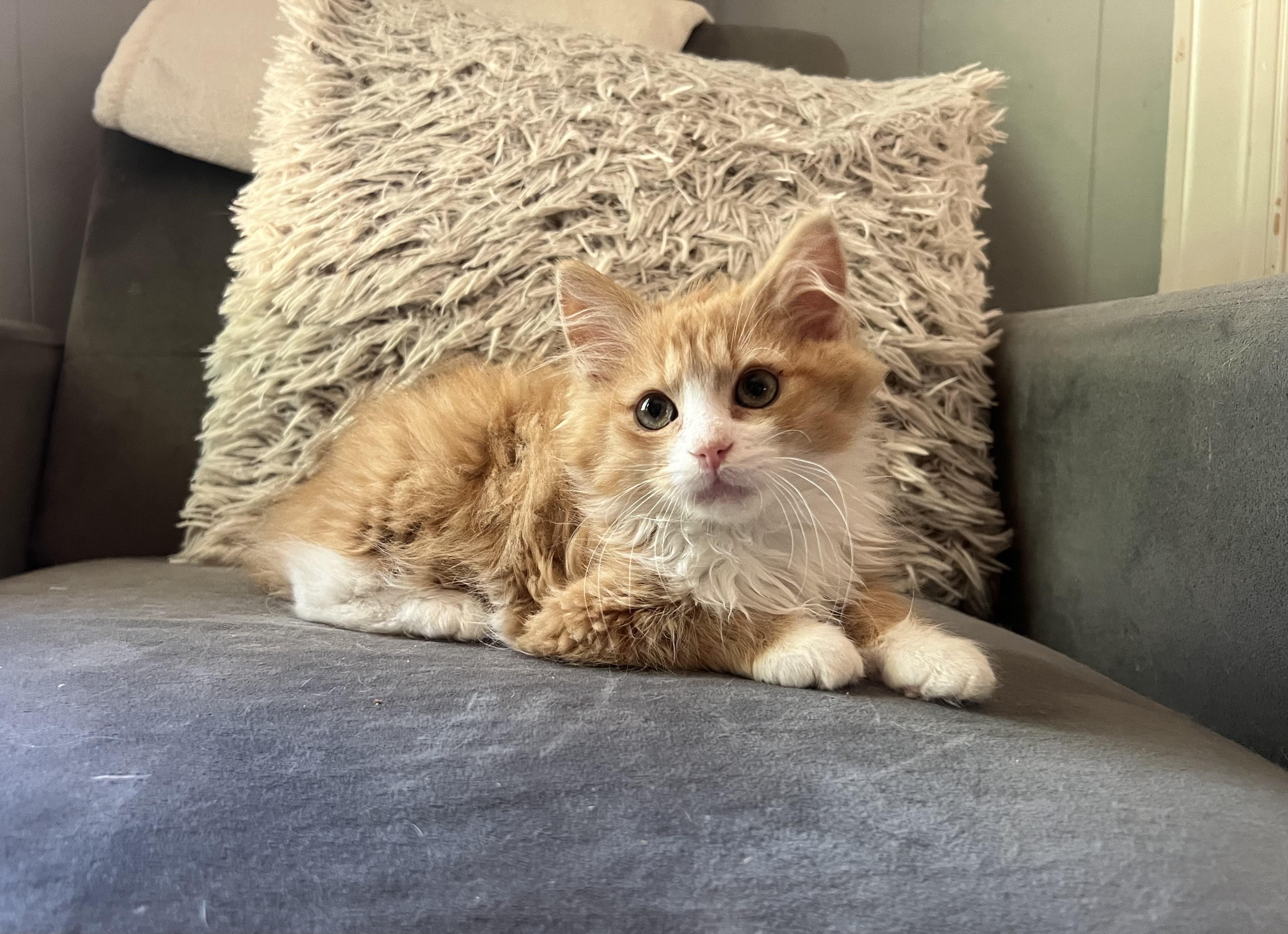 Ford, ADOPTABLE, Young Male Domestic Long Hair.