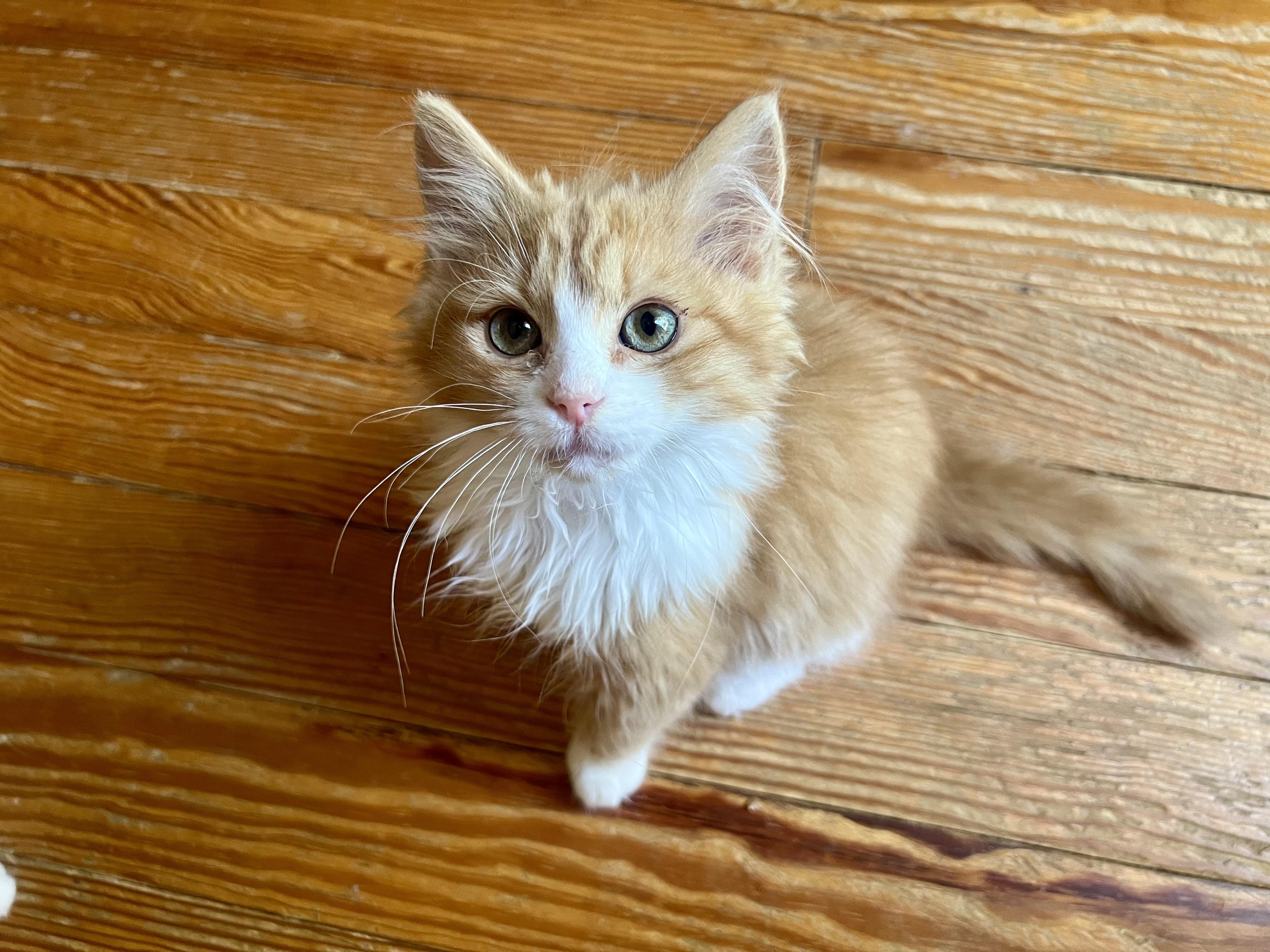 Enlarge Ford, a ADOPTABLE Domestic Long Hair in Greensboro, NC image 2/3