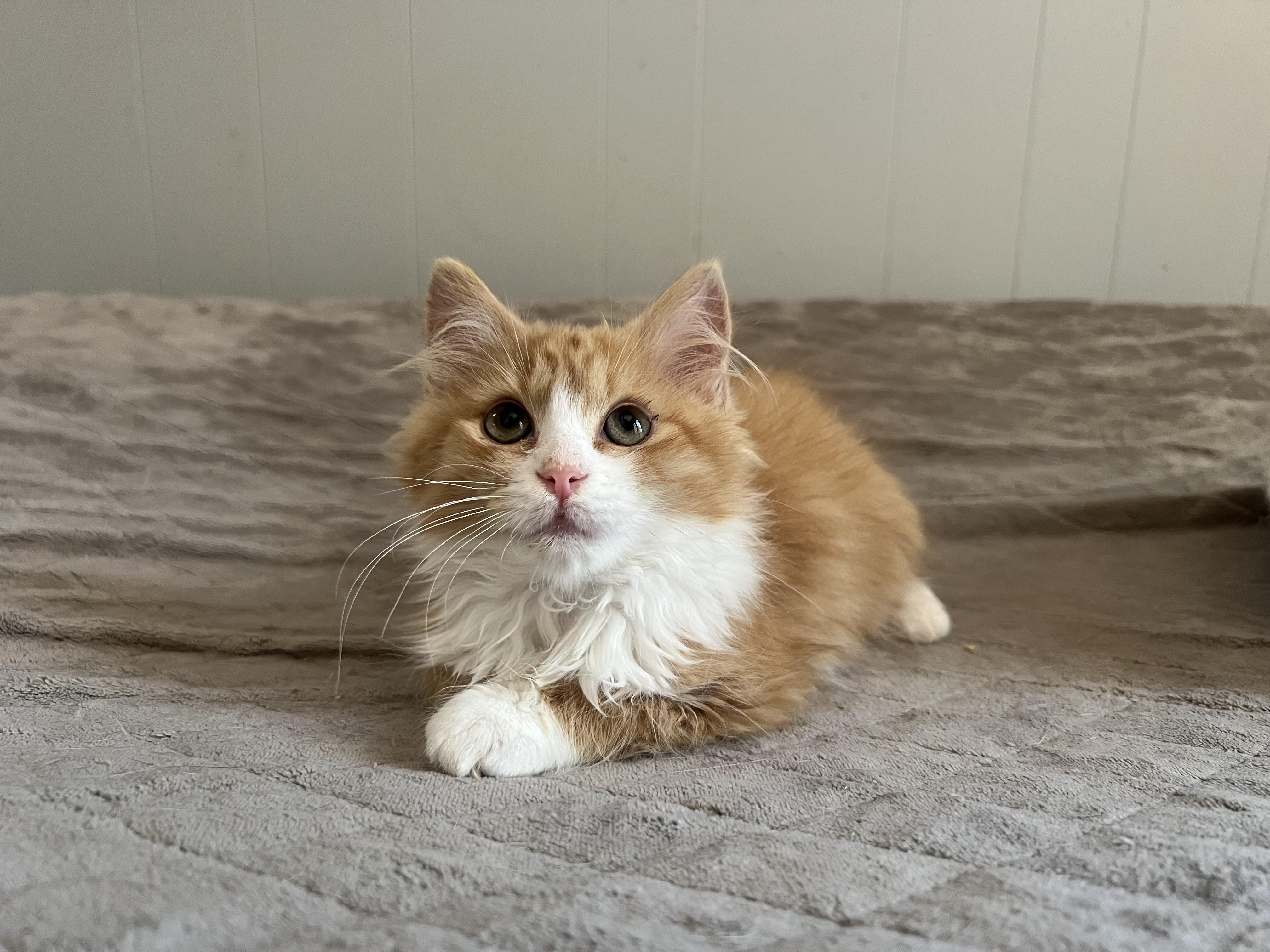 Enlarge Ford, a ADOPTABLE Domestic Long Hair in Greensboro, NC image 3/3