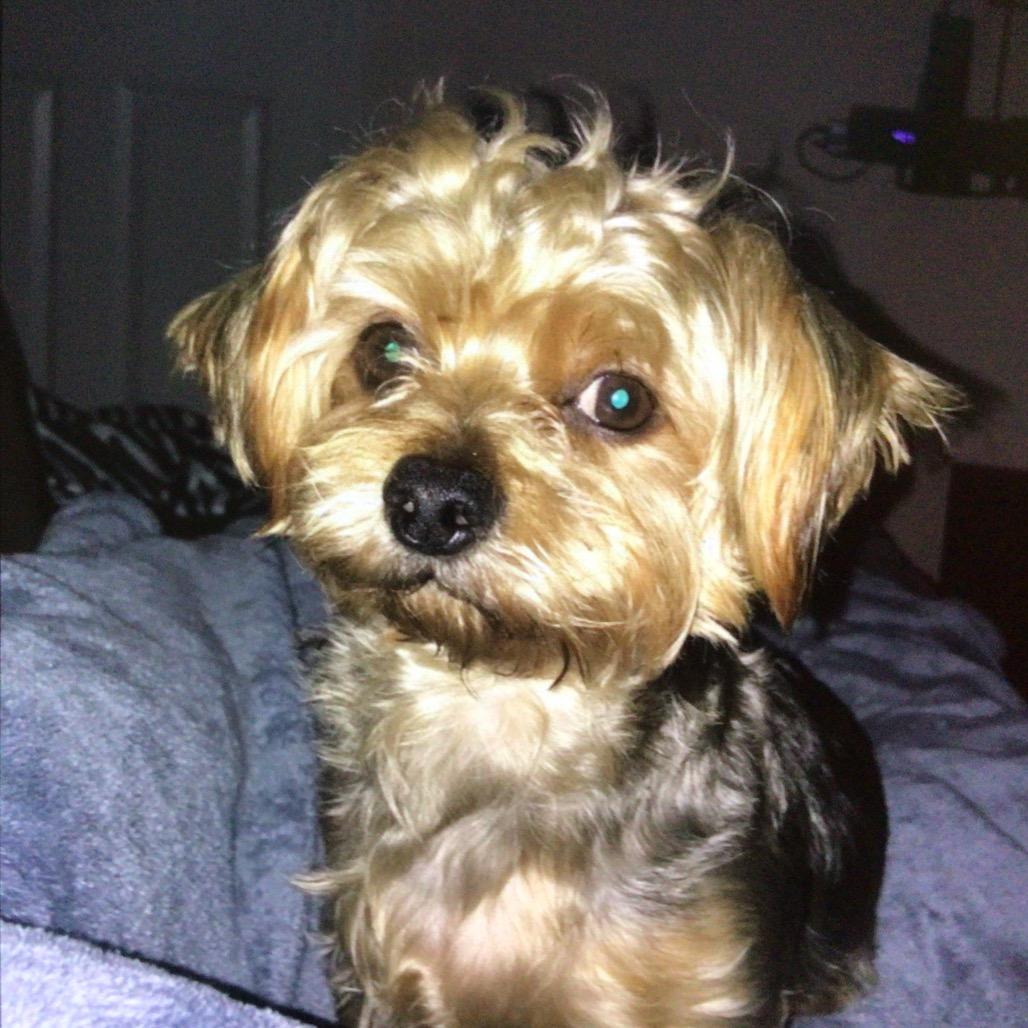 Chance, Adoptable, Senior Male Yorkshire Terrier & Shih Tzu.