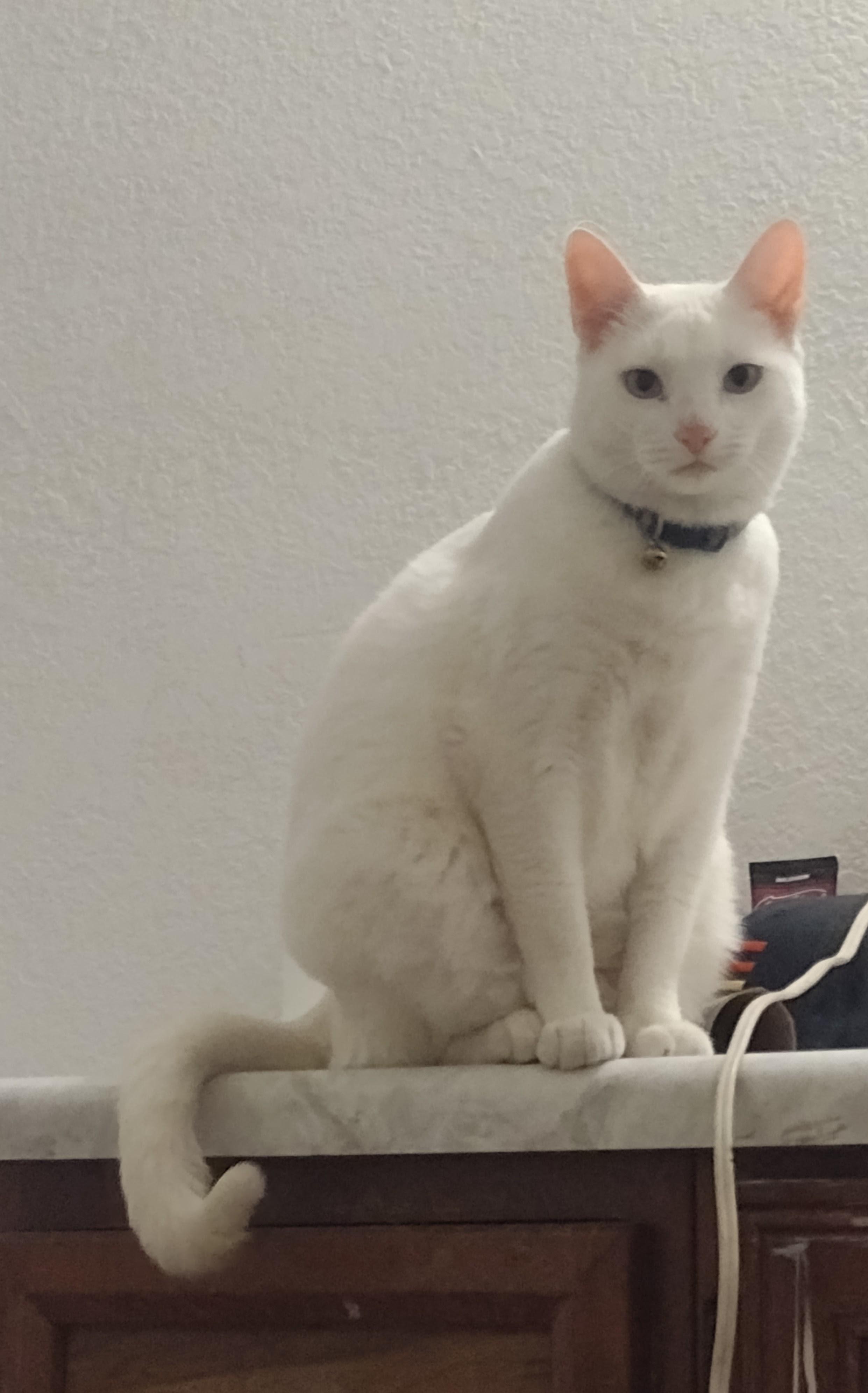 Enlarge Kat, a Adoptable Domestic Short Hair in Tucson, AZ image 1/2