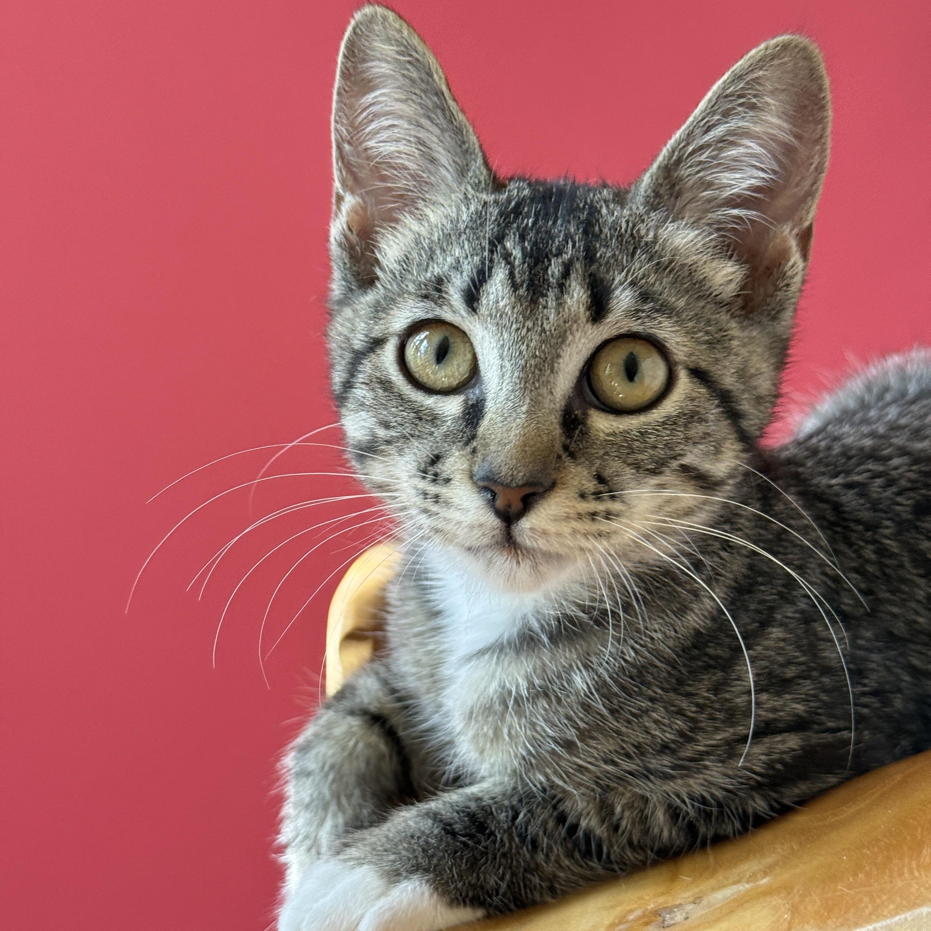 Harley, Baby Male unknown