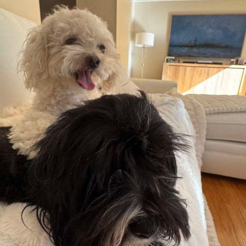 Louise, Adoptable, Young Female Havanese.
