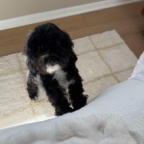 Enlarge Louise, a Adoptable Havanese in Verona, NJ image 2/4