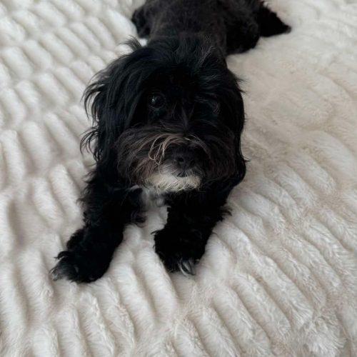 Enlarge Louise, a Adoptable Havanese in Verona, NJ image 3/4
