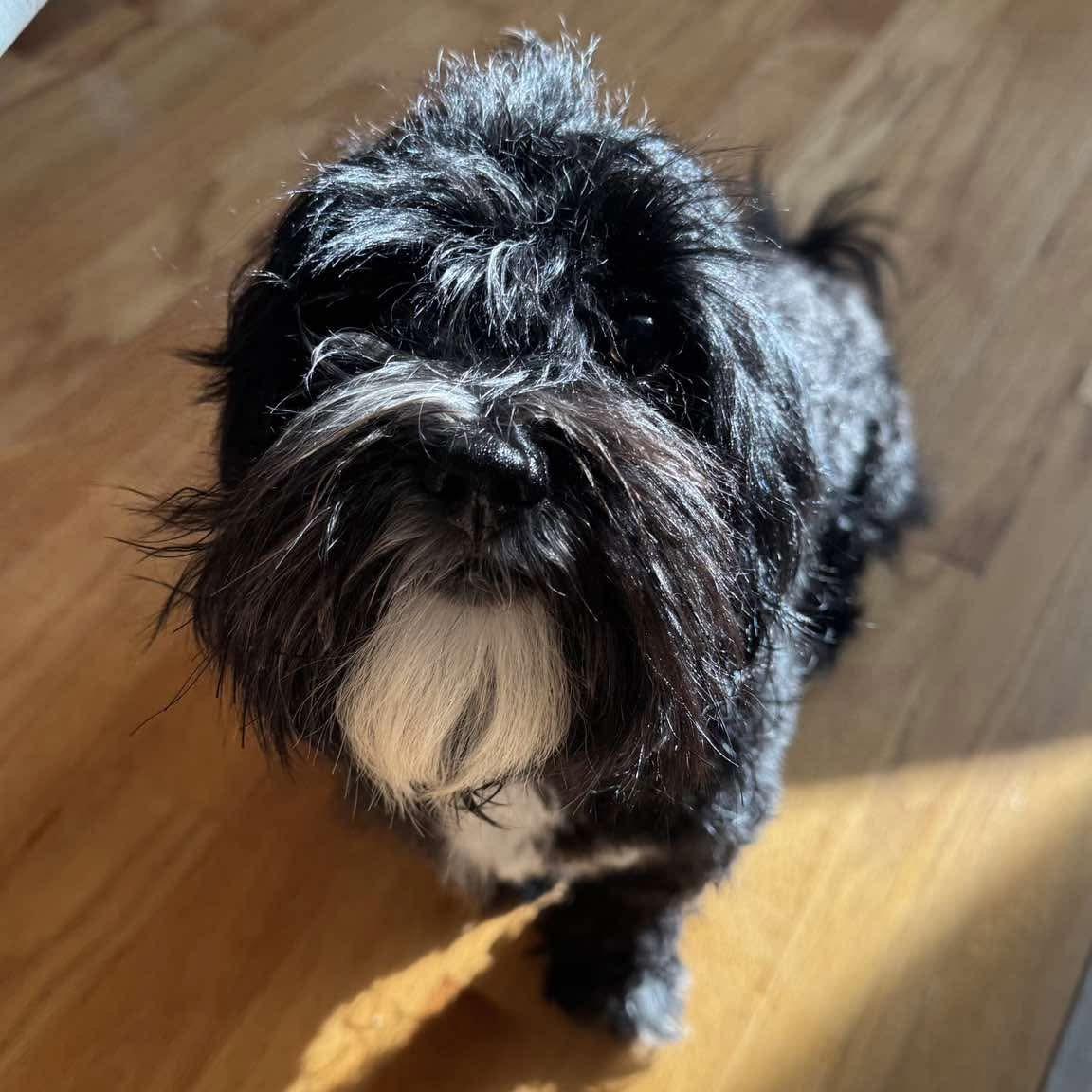 Enlarge Louise, a Adoptable Havanese in Verona, NJ image 4/4