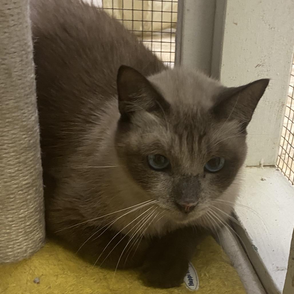 Briscoe, Adoptable, Senior Male Domestic Short Hair & Siamese.