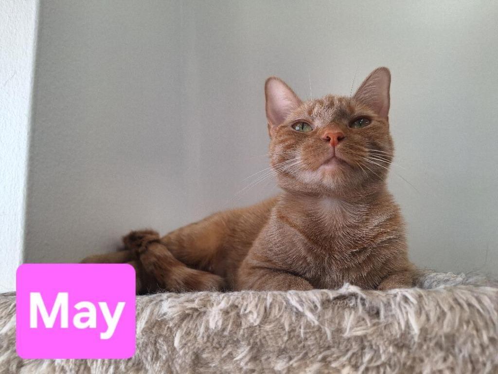 Enlarge May, a Adoptable mixed breed in Leonardtown, MD image 1/1