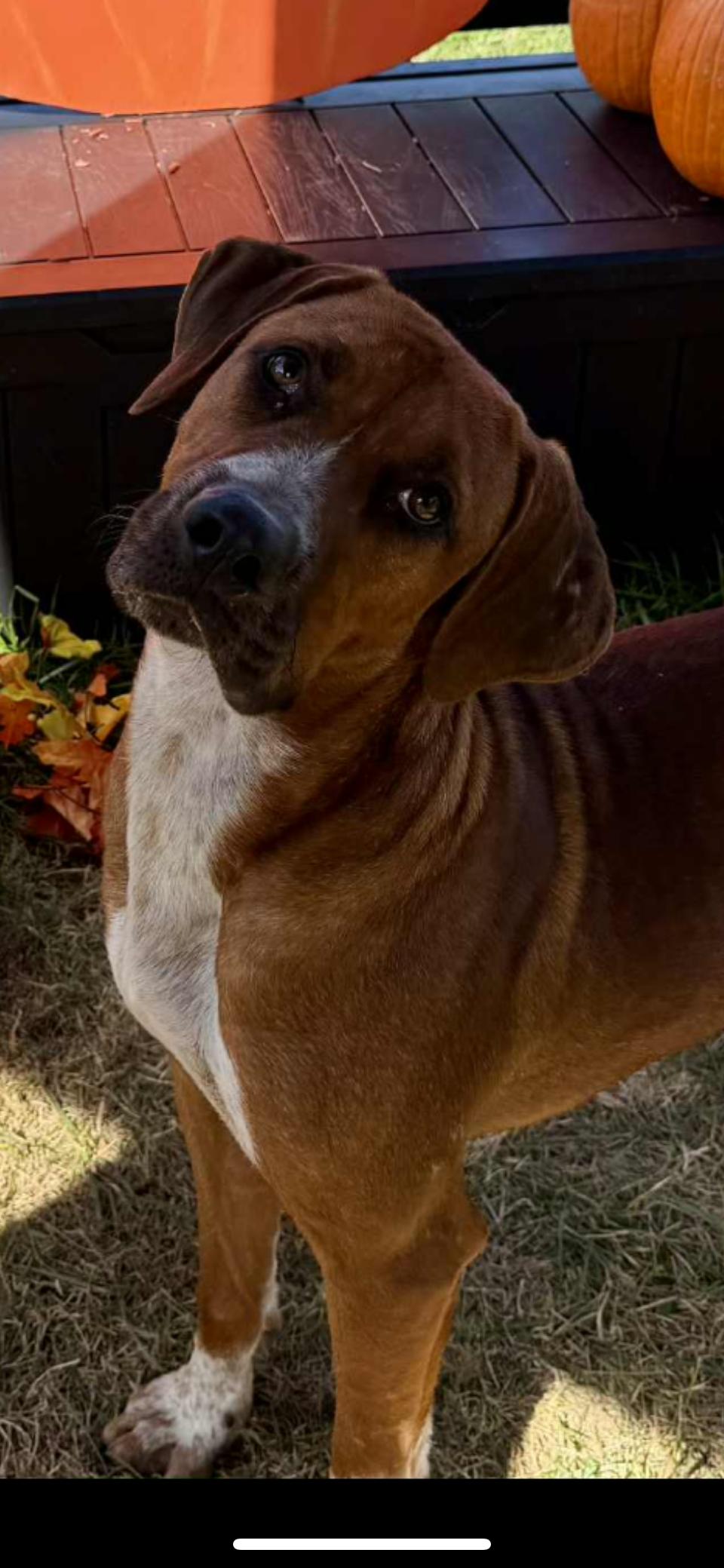 Tip, a Adoptable mixed breed in Shelbyville, KY image 1/3